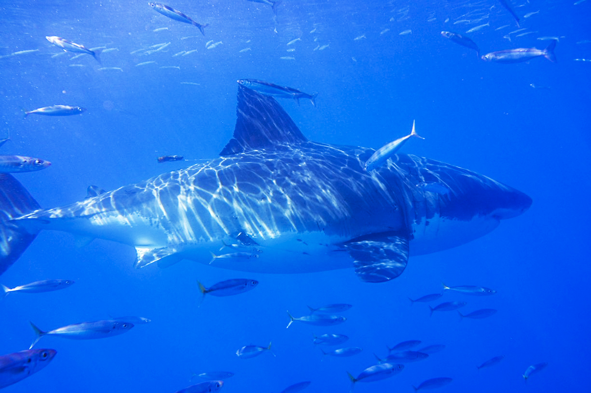 Charlie’s Shark Wrangling and More at Guadalupe