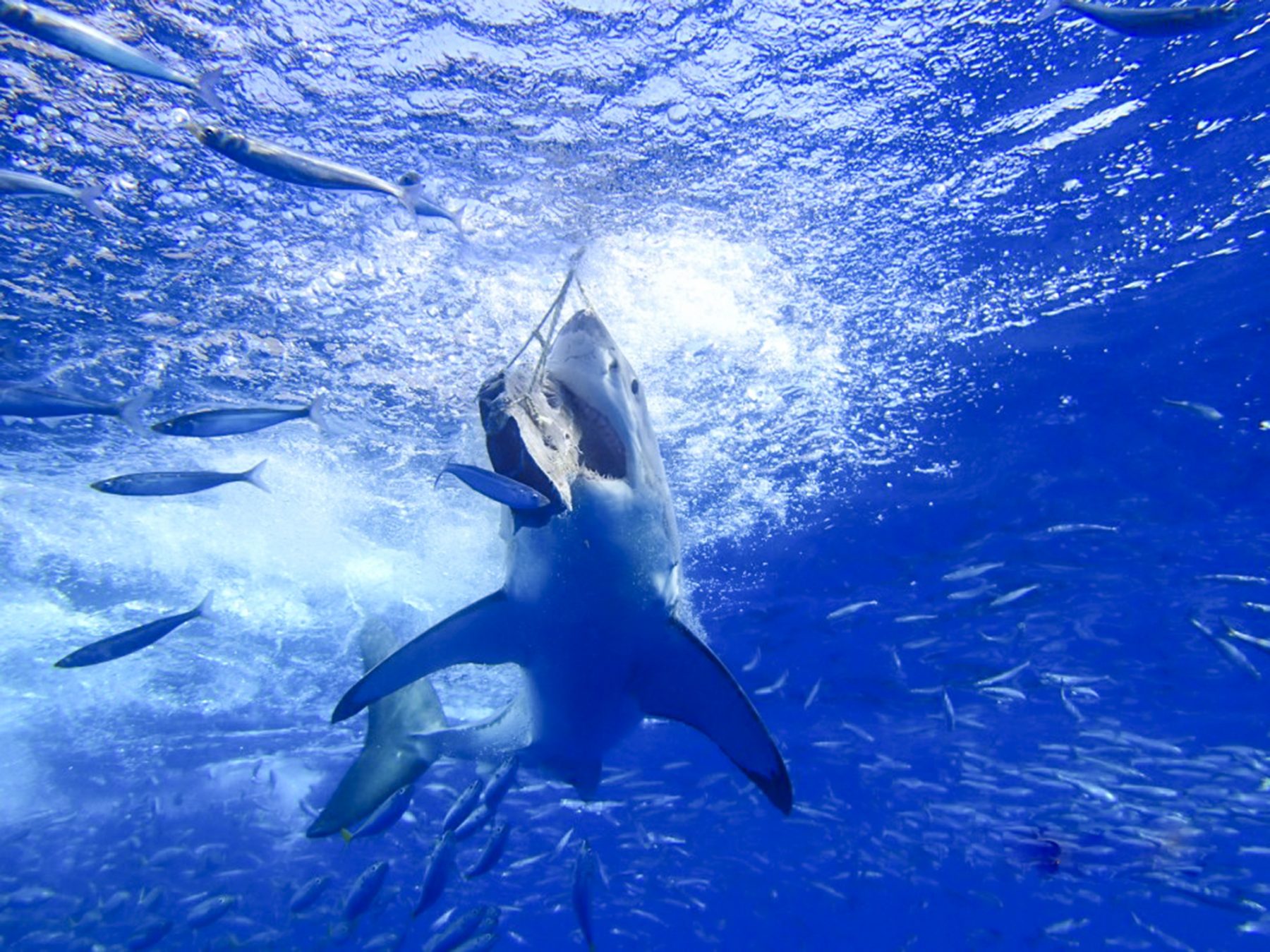 A great white captures some tuna bait, Photo by Shannon Mullen