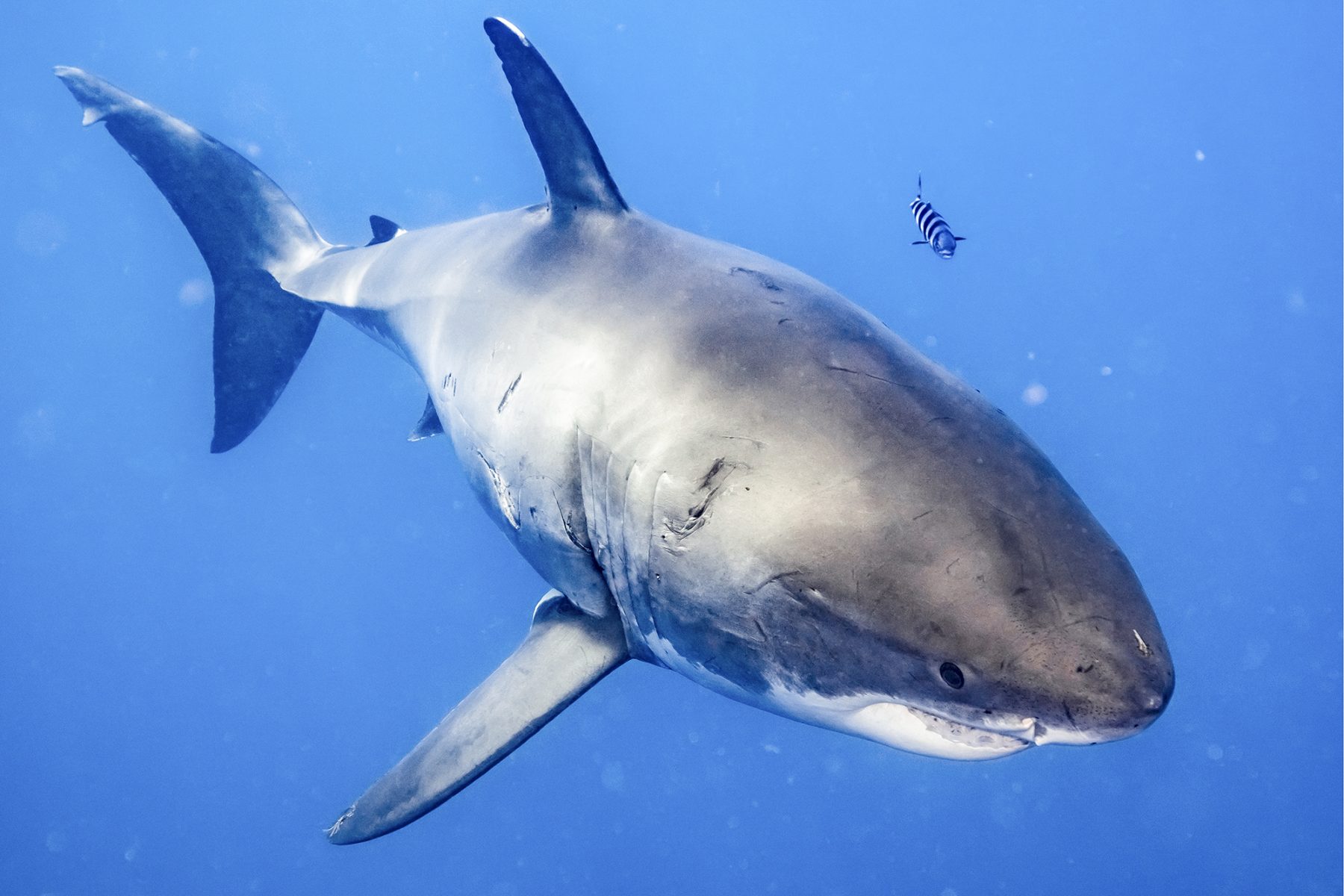 Great White Shark, Photo by Yuri Drozd