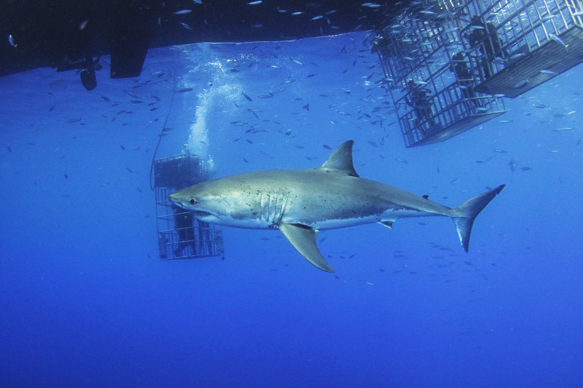 Great white "Legend." Photo by divemaster Mirko