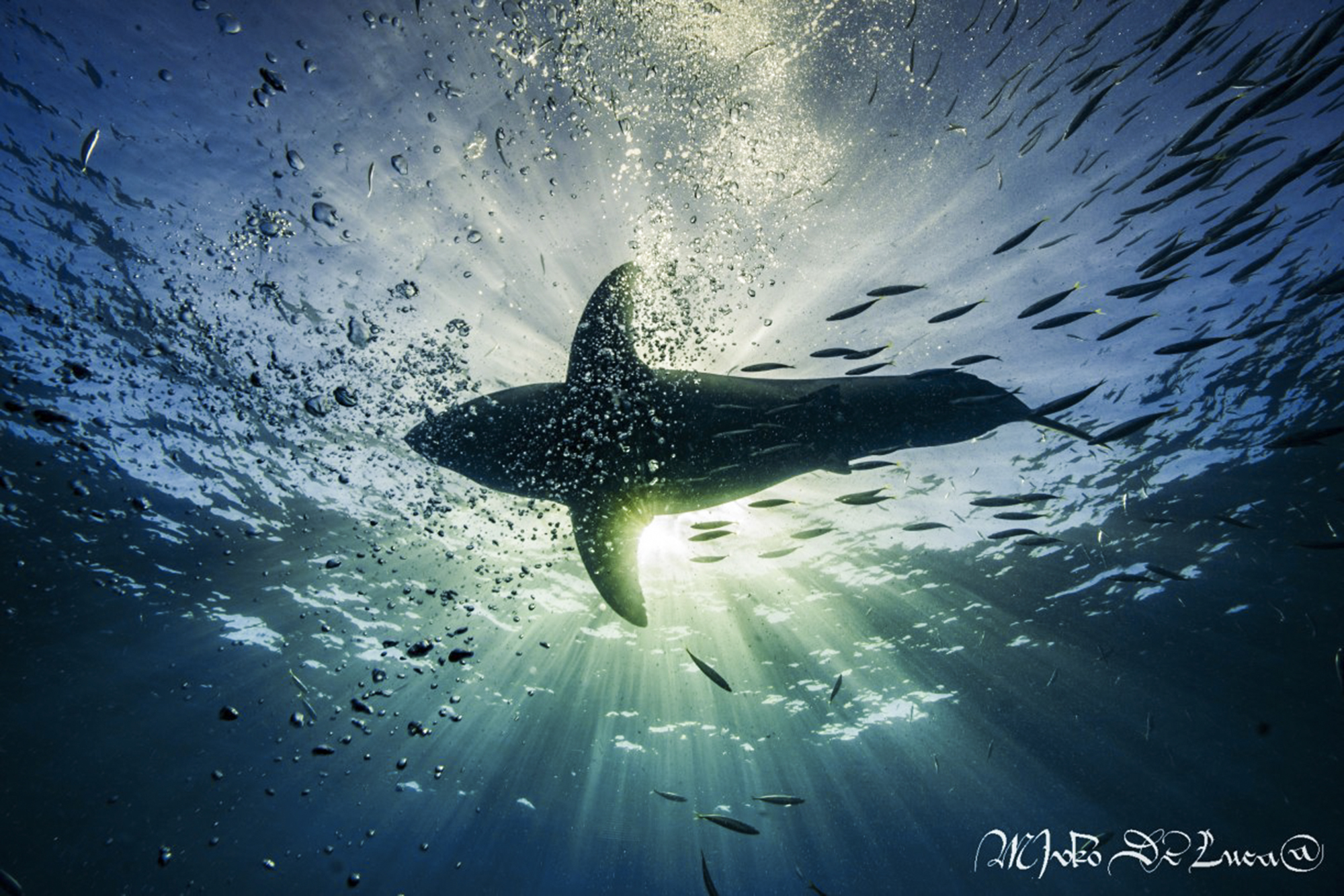 Underneath a great white, photo by divemaster Mirko