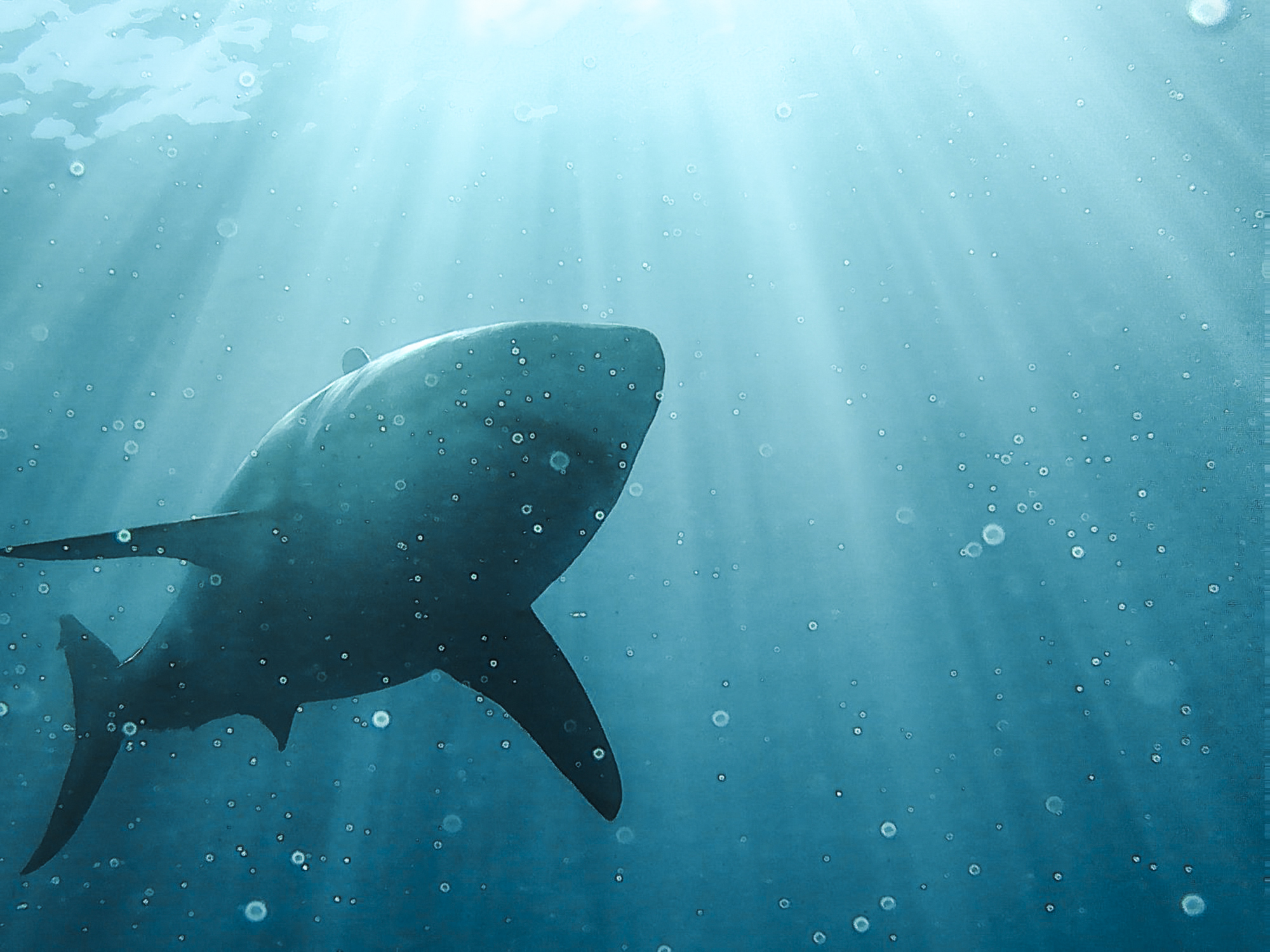A great white in the sun at Guadalupe