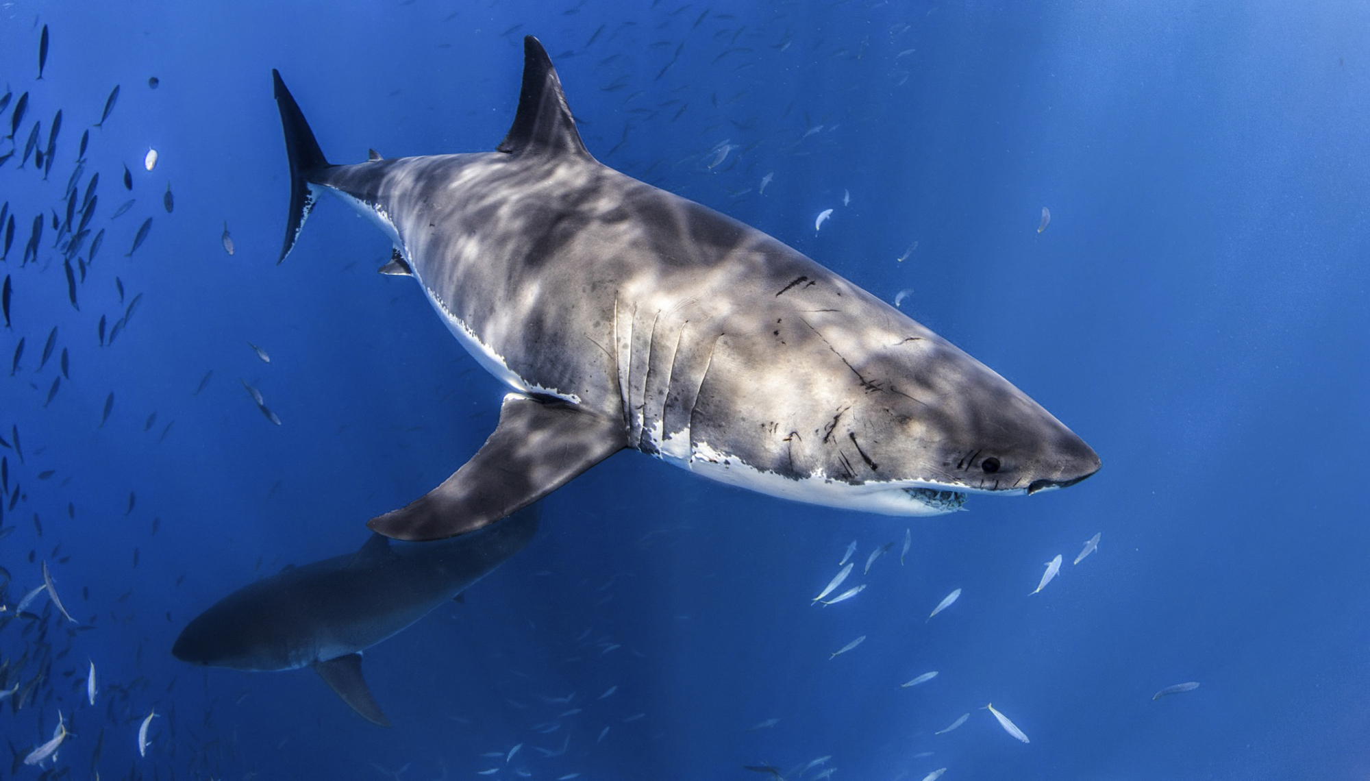 Two great whites at Guadalupe