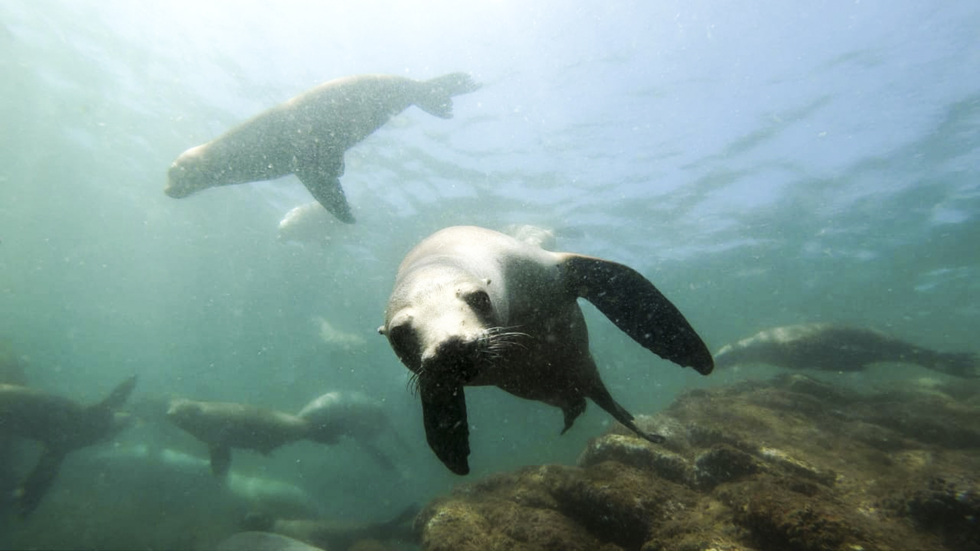 Sea lions play at Bahia de los Angeles