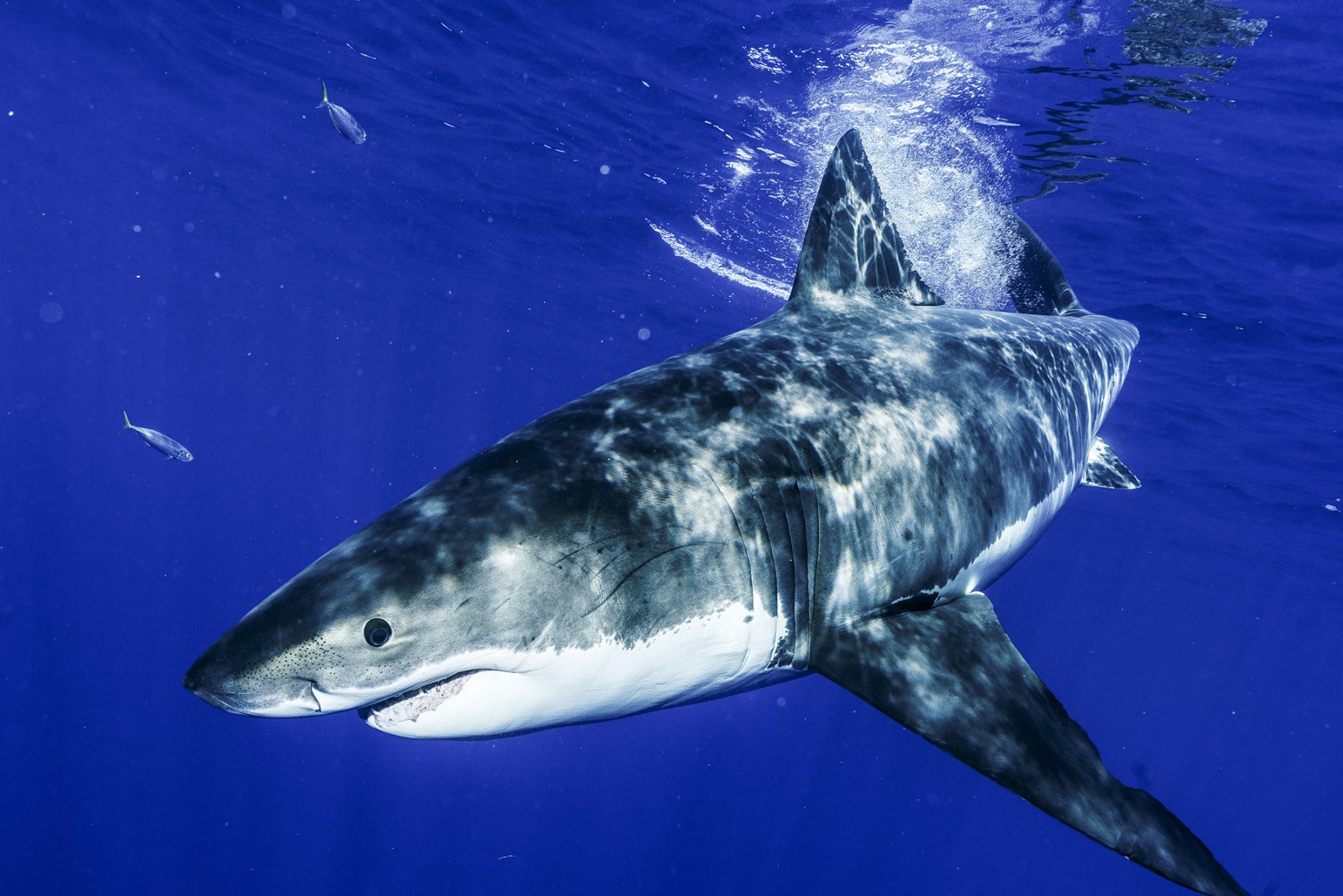 Great White Up Close at Guadalupe