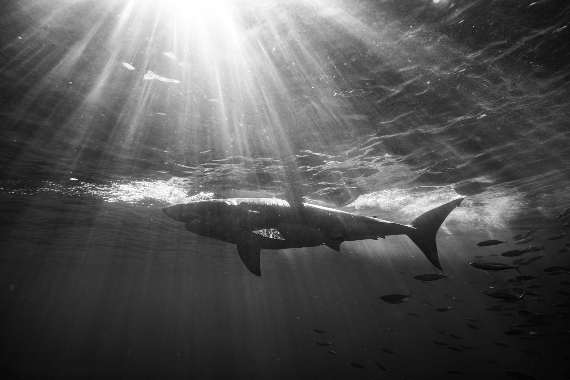A black and white shark in the god rays, Photo by Saunders Drukker