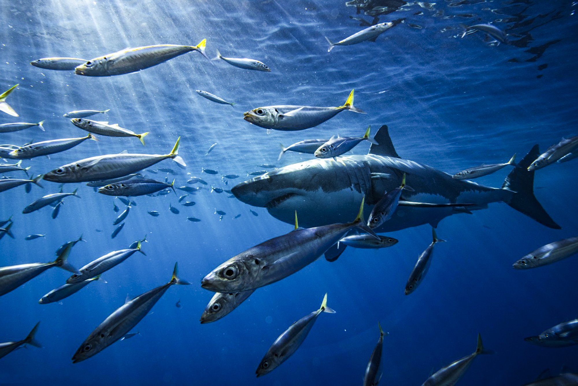 A great white swims through a school of fish in Guadalupe, Photo by Saunders Drukker