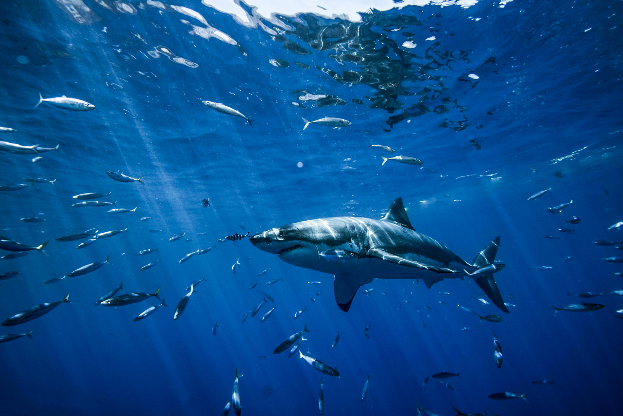 A peaceful moment underwater with a great white, photo by Saunders Drukker