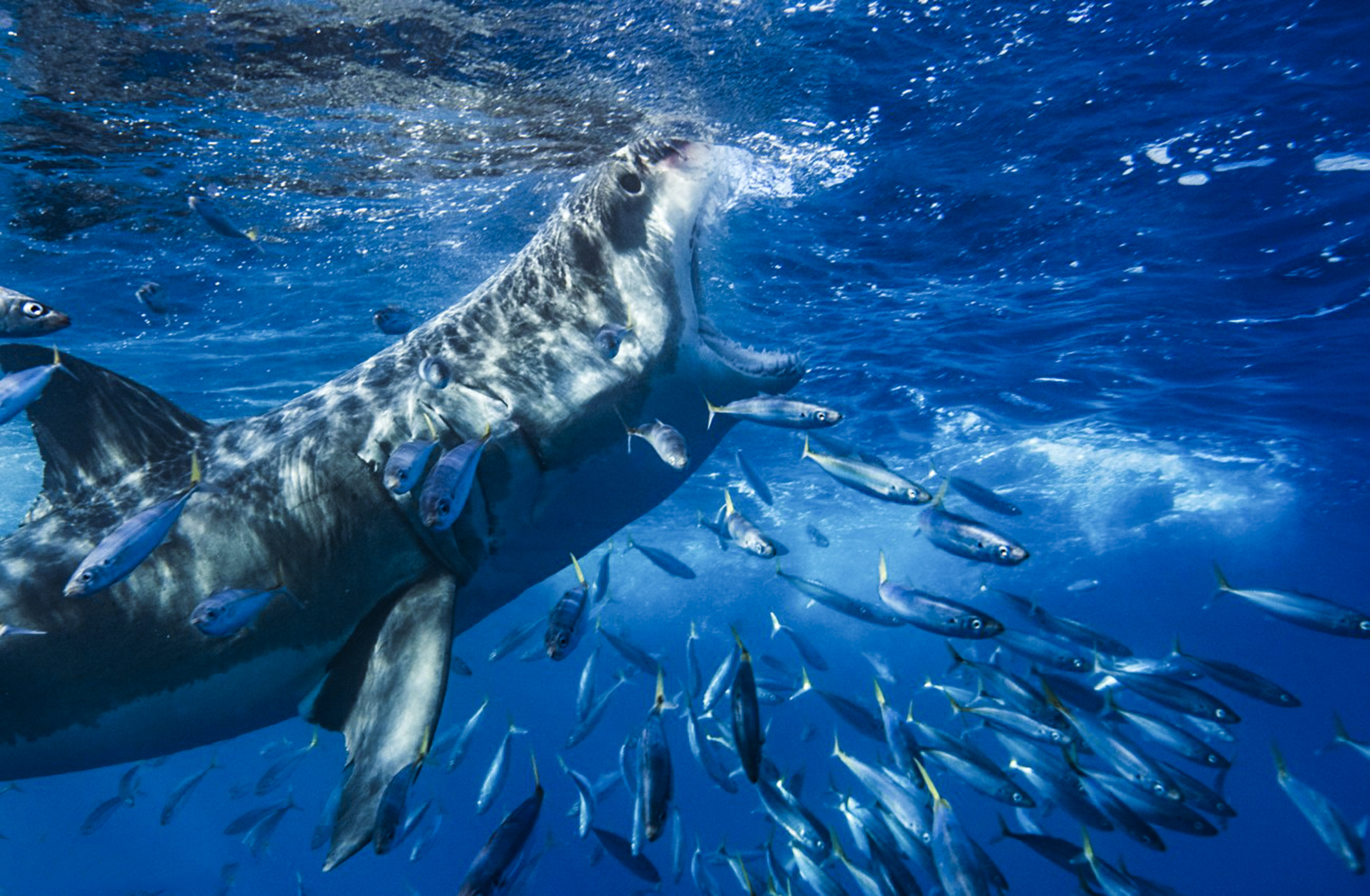 A great white goes for the tuna, photo by Saunders Drukker
