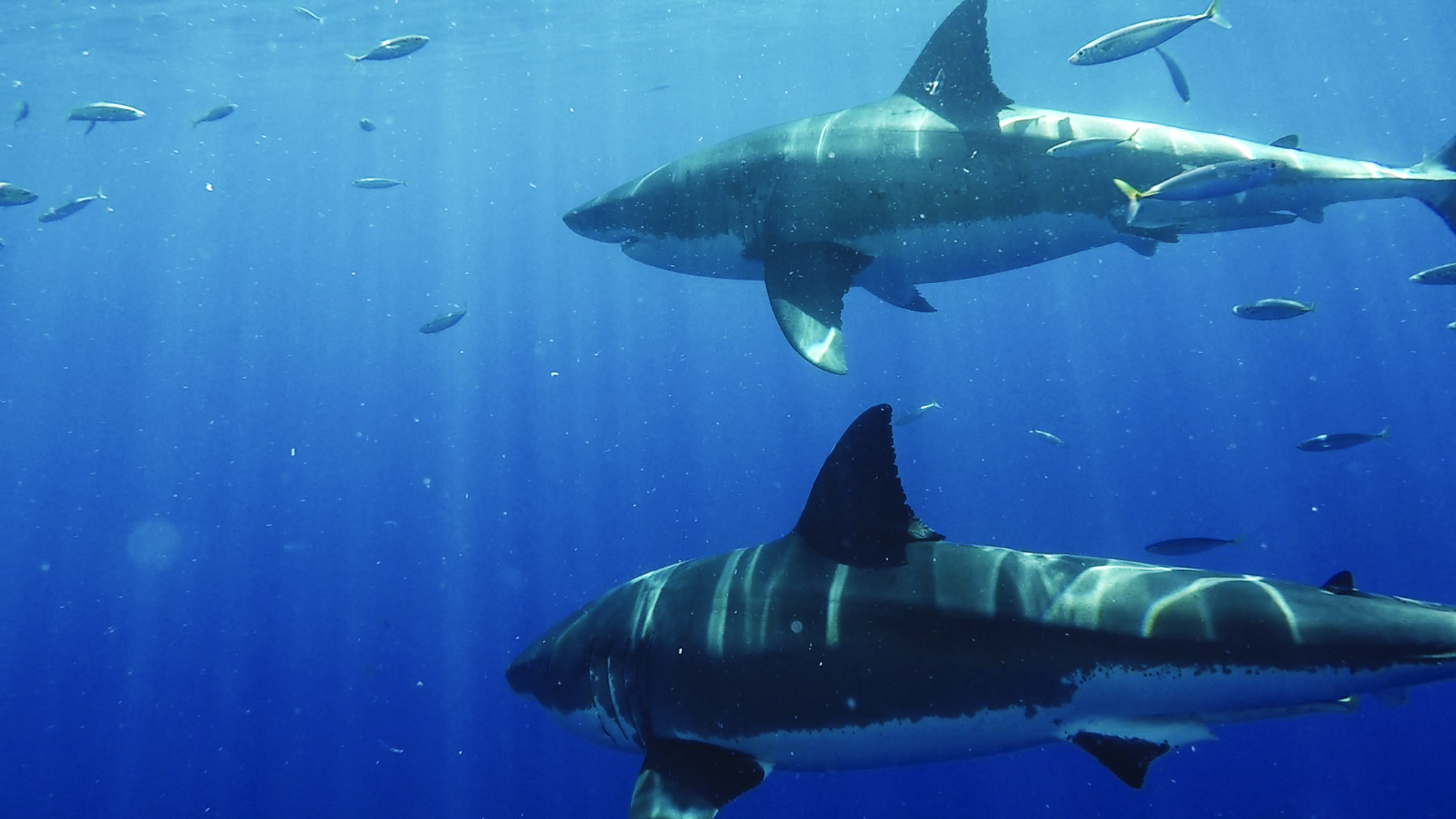 Two Great White Sharks at Guadalupe
