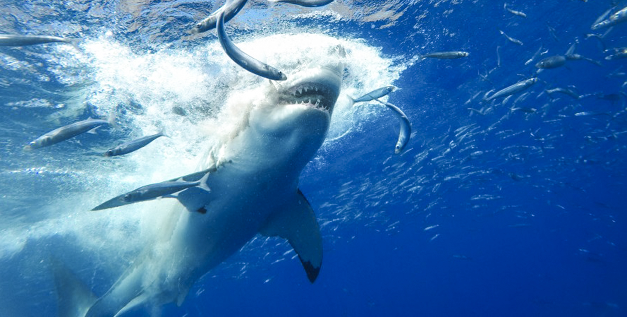 Shark splashing on the surface in Guadalupe
