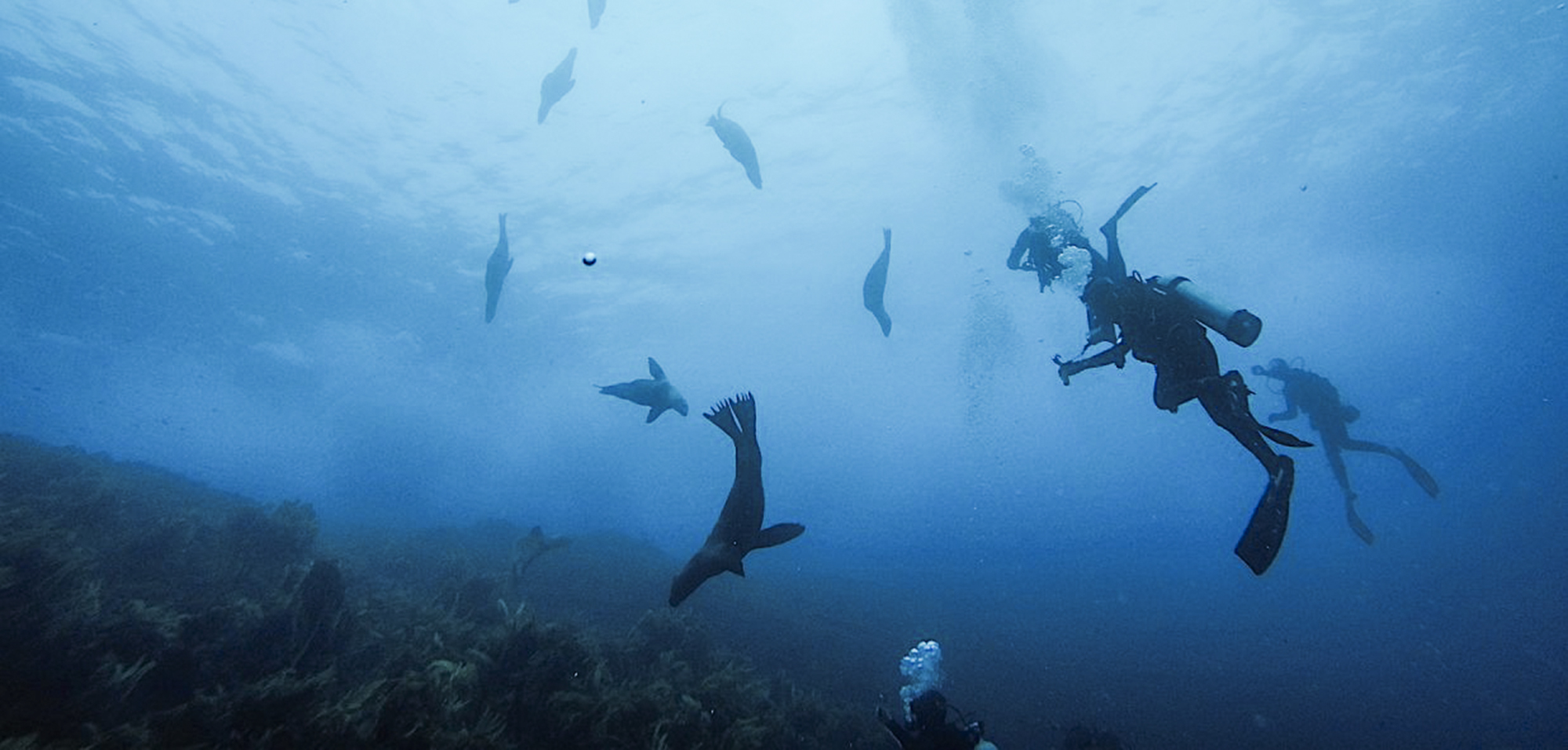 Sea Lions at San Benitos