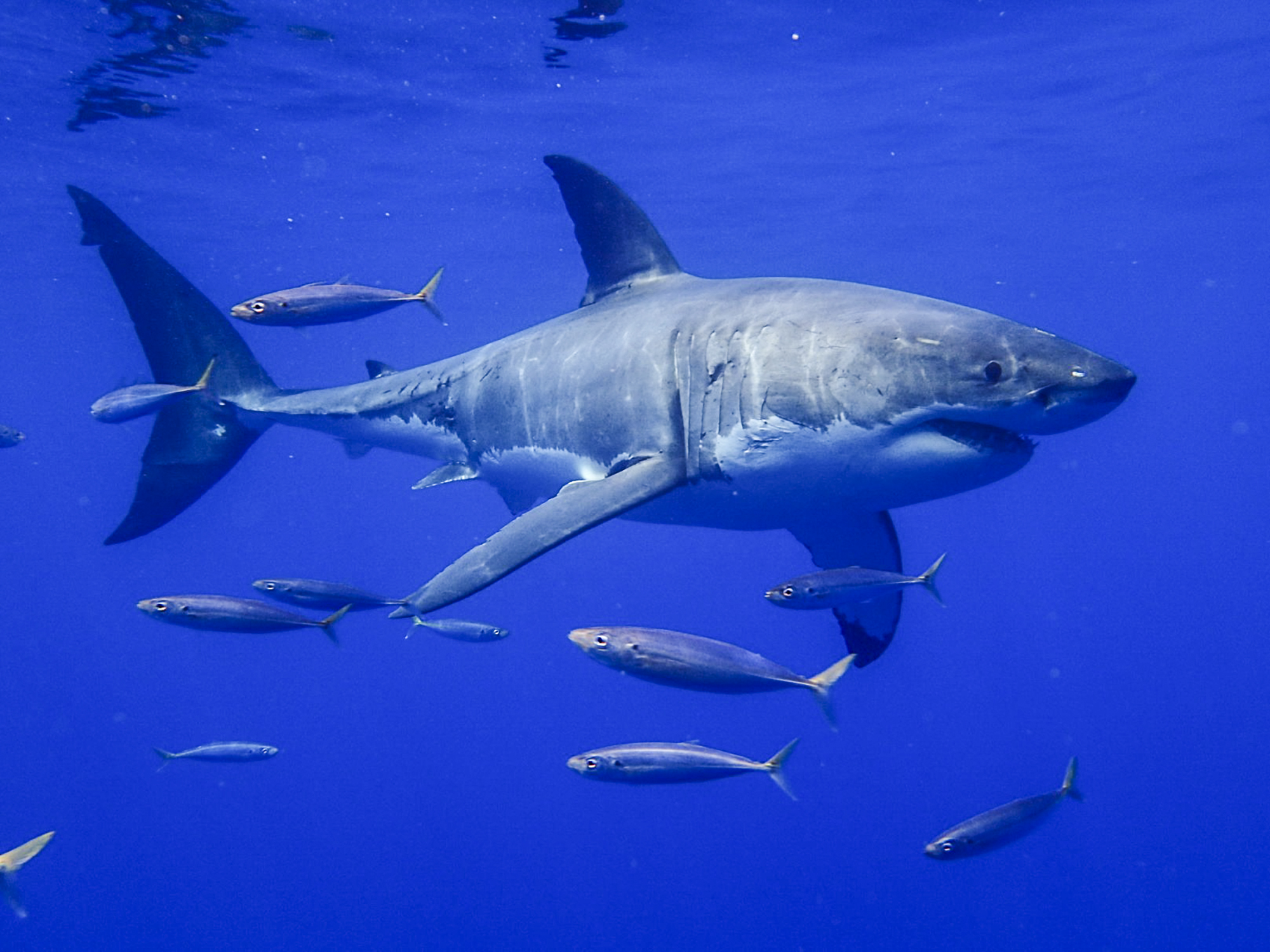 A large great white swims through the blue