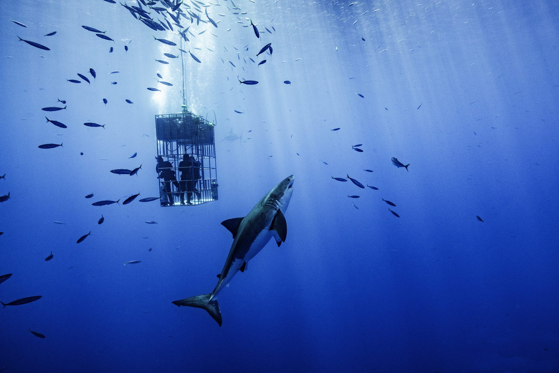 A submersible cage and great white shark, Photo by Sam Zhang