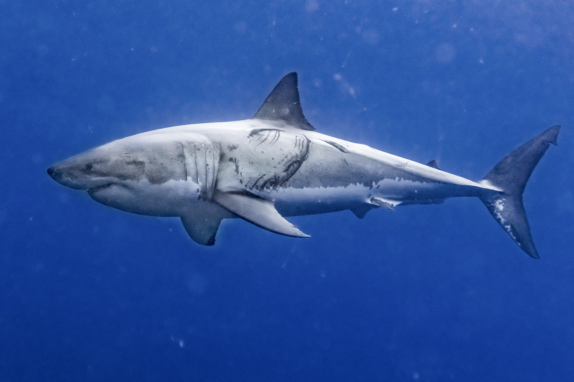Great White Shark, Photo by Yuri Drozd