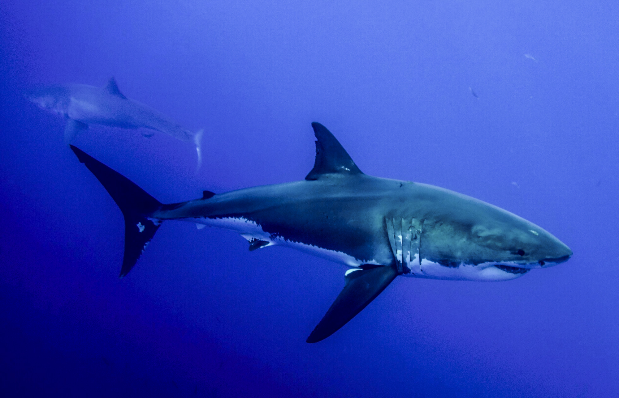The great white shark Joker