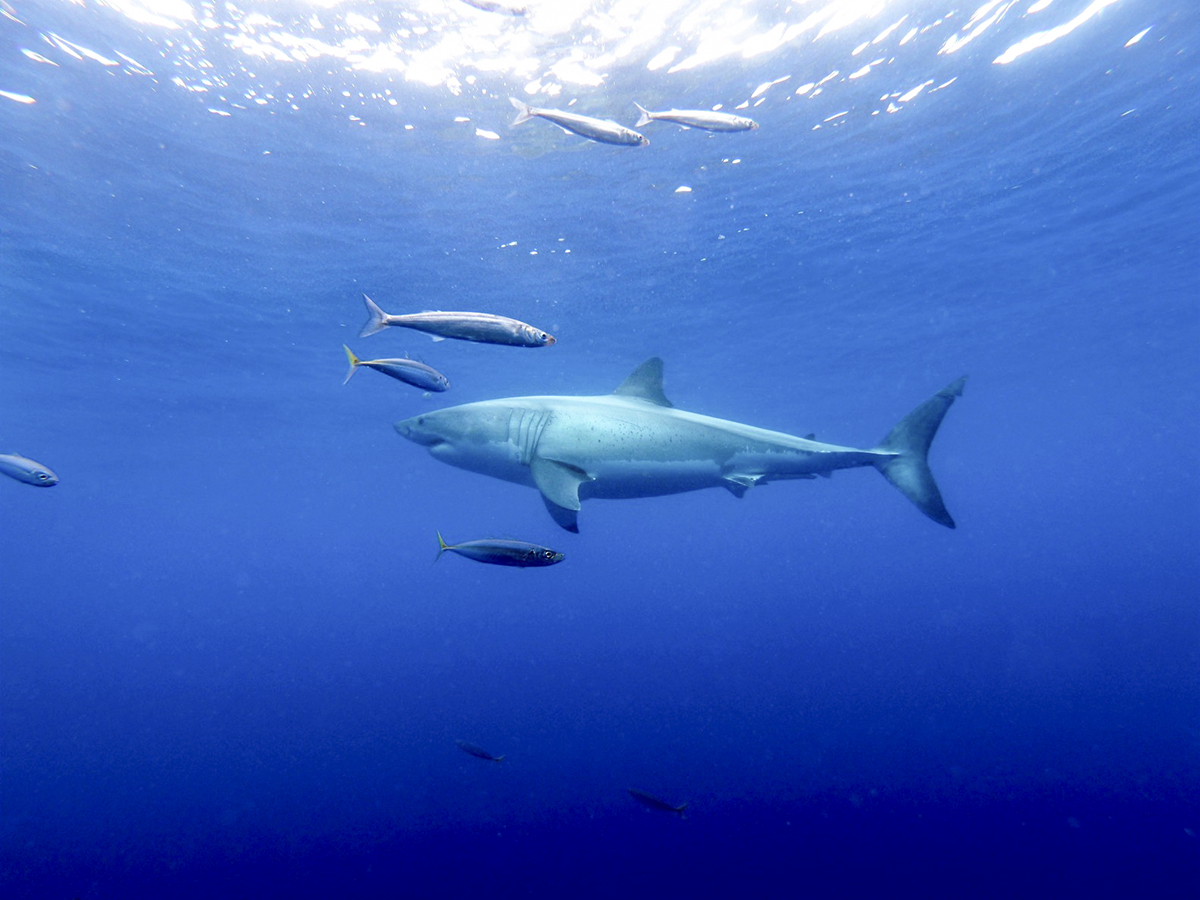 A Lone Great White, Photo by Kate Havel