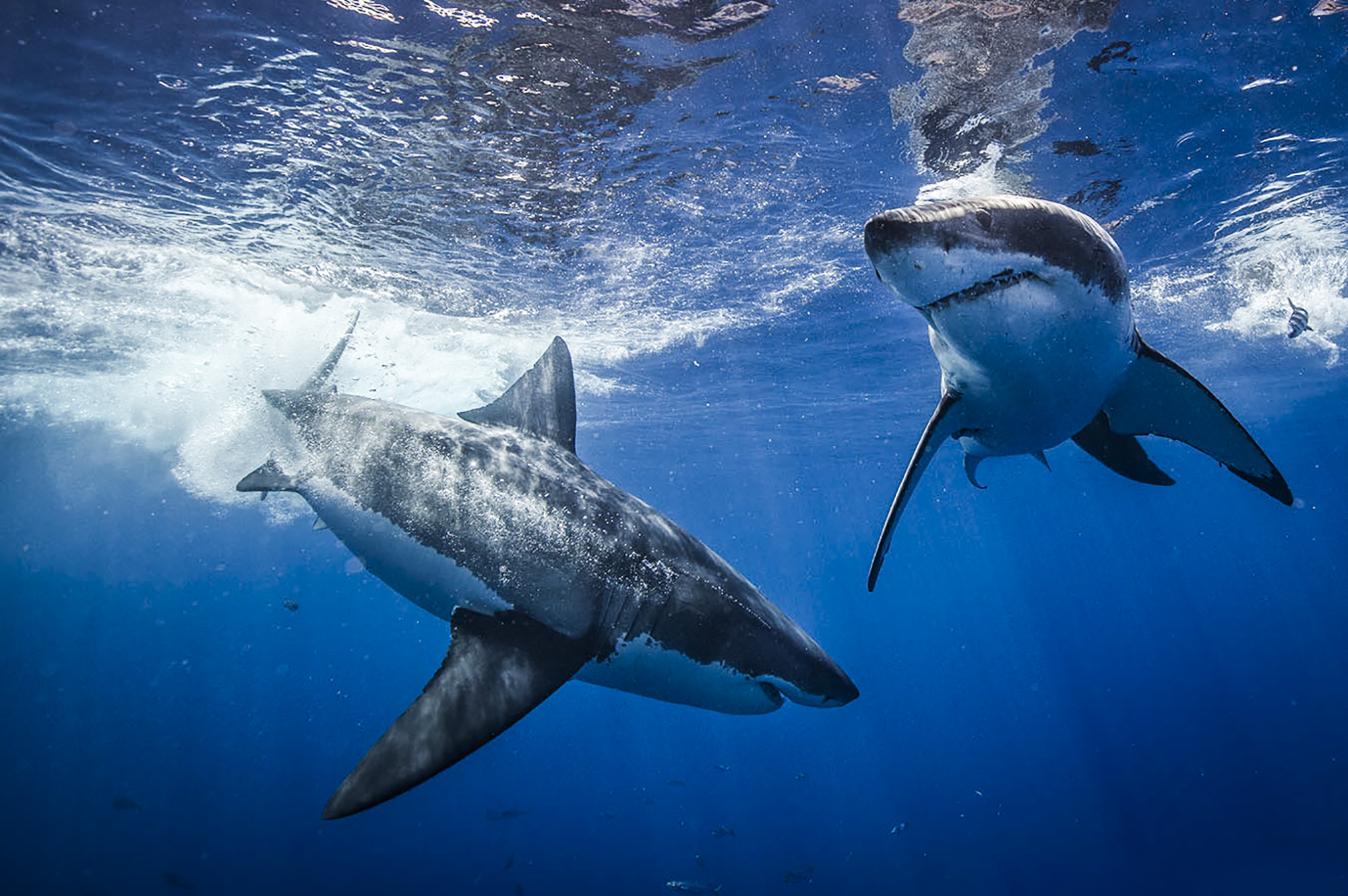 Two great whites, Photo by Scott Davis
