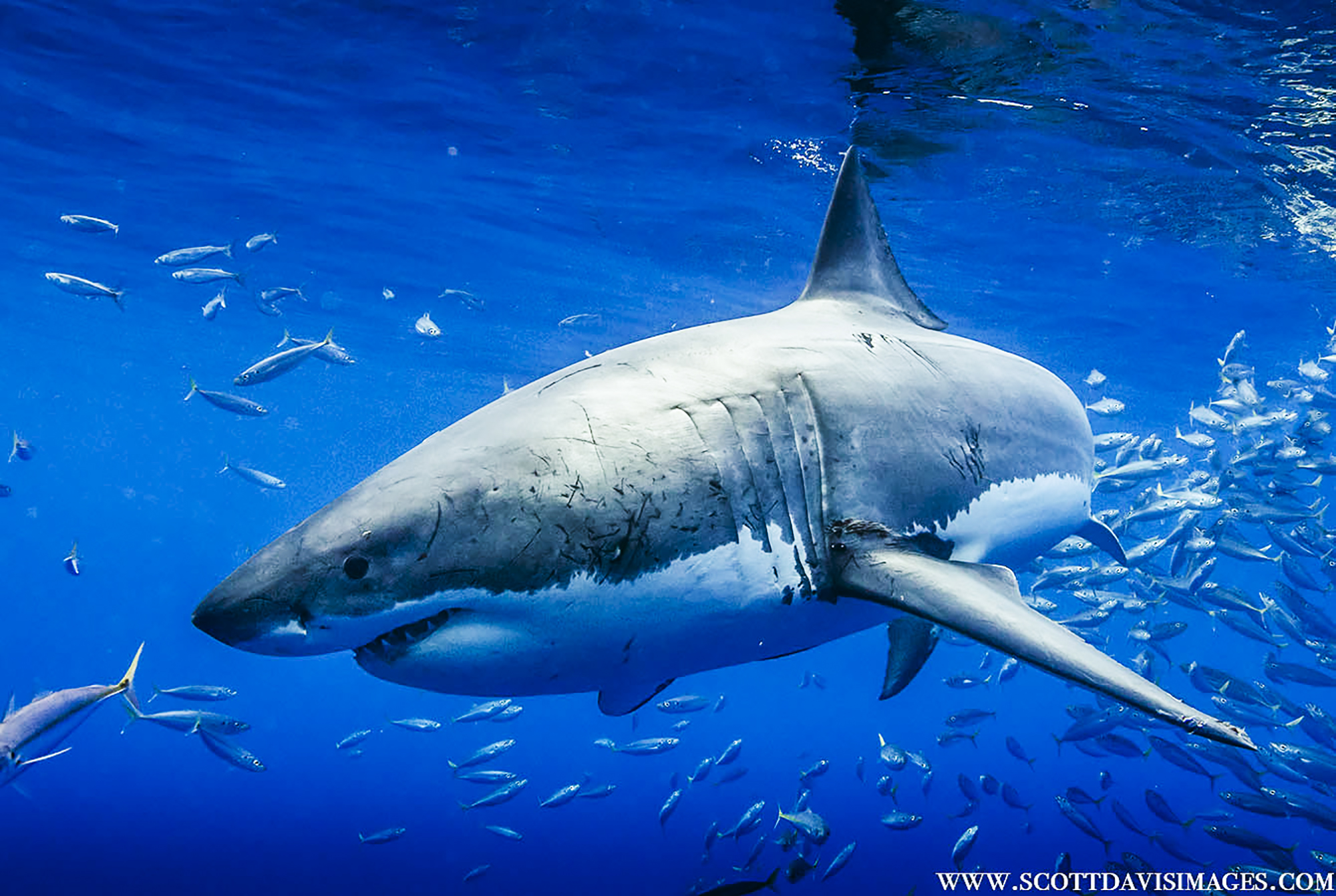 Great white at Guadalupe, Photo by Scott Davis