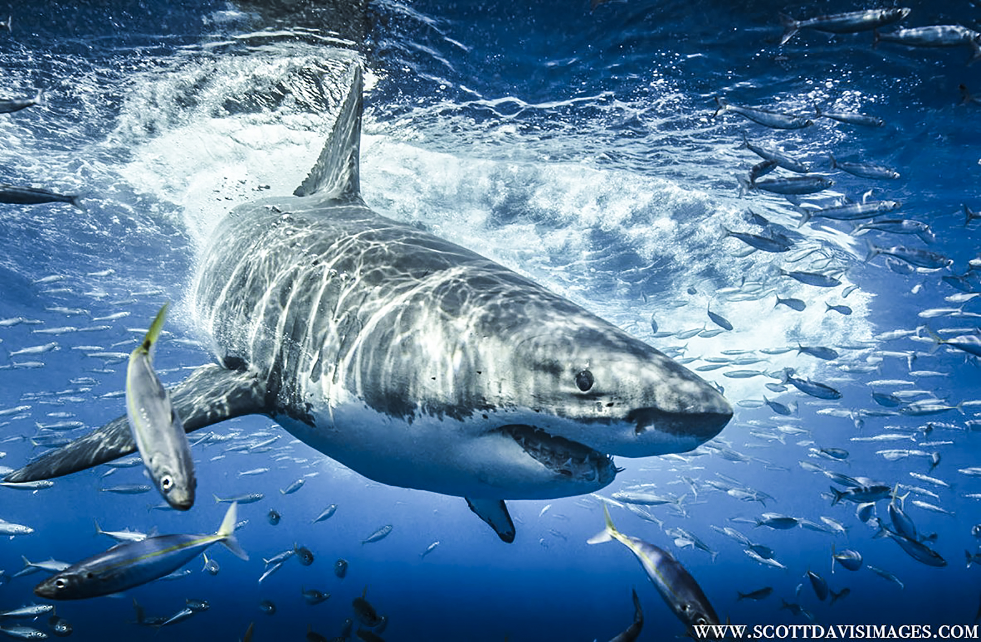 A great white hunts for tuna, Photo by Scott Davis