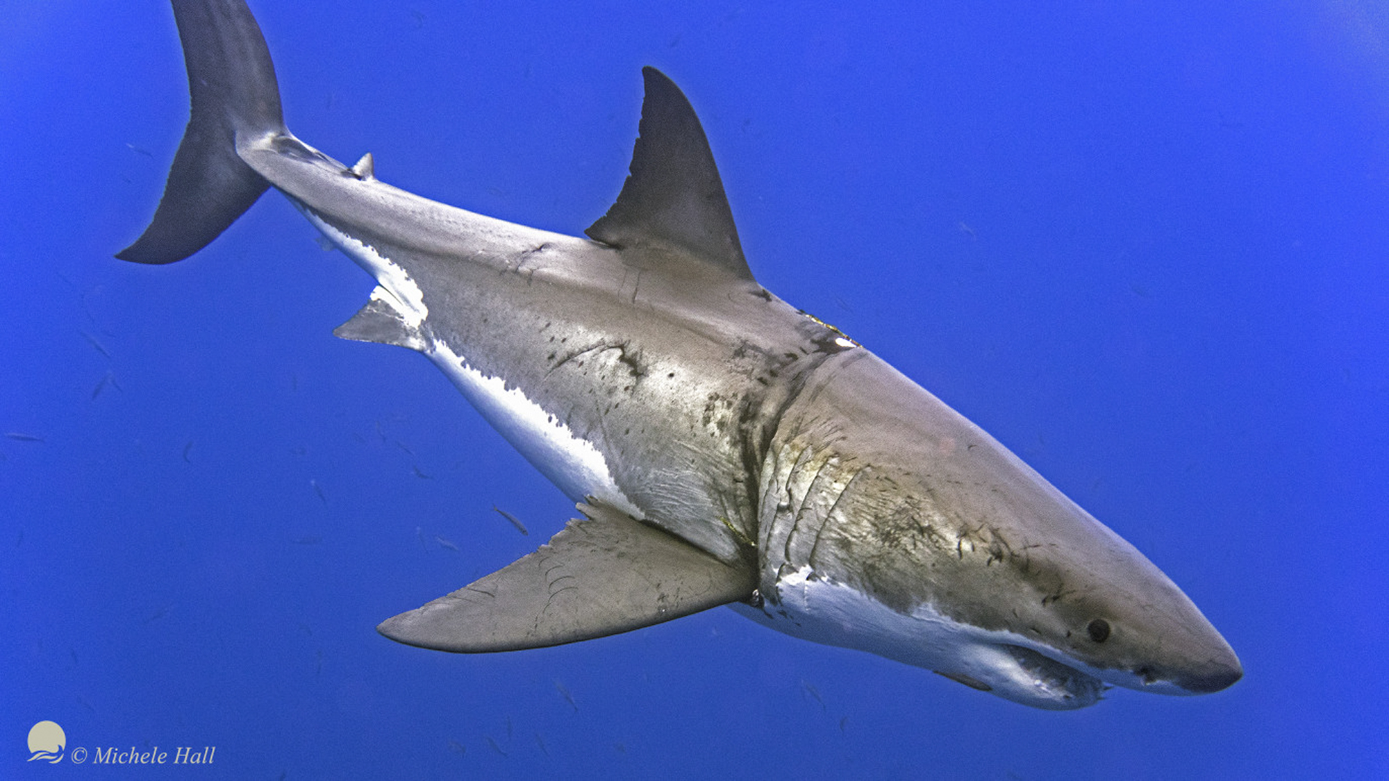 A great white dives at Guadalupe, Photo ©Michele Hall