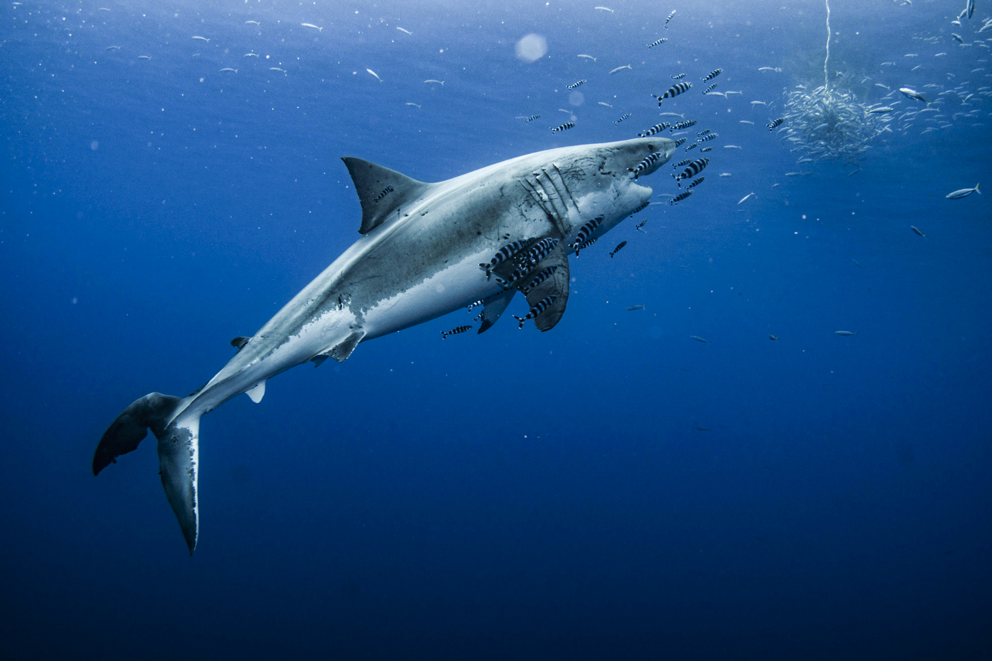 Lucy the great white shark goes for the tuna