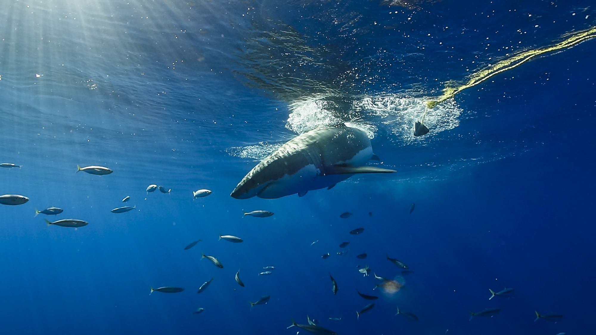 A great white misses the tuna at Guadalupe