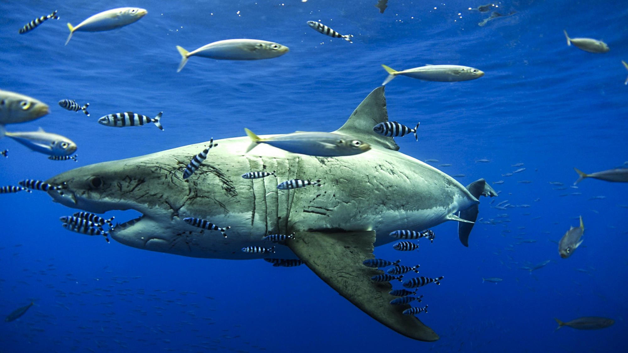 A scarred great white in Guadalupe