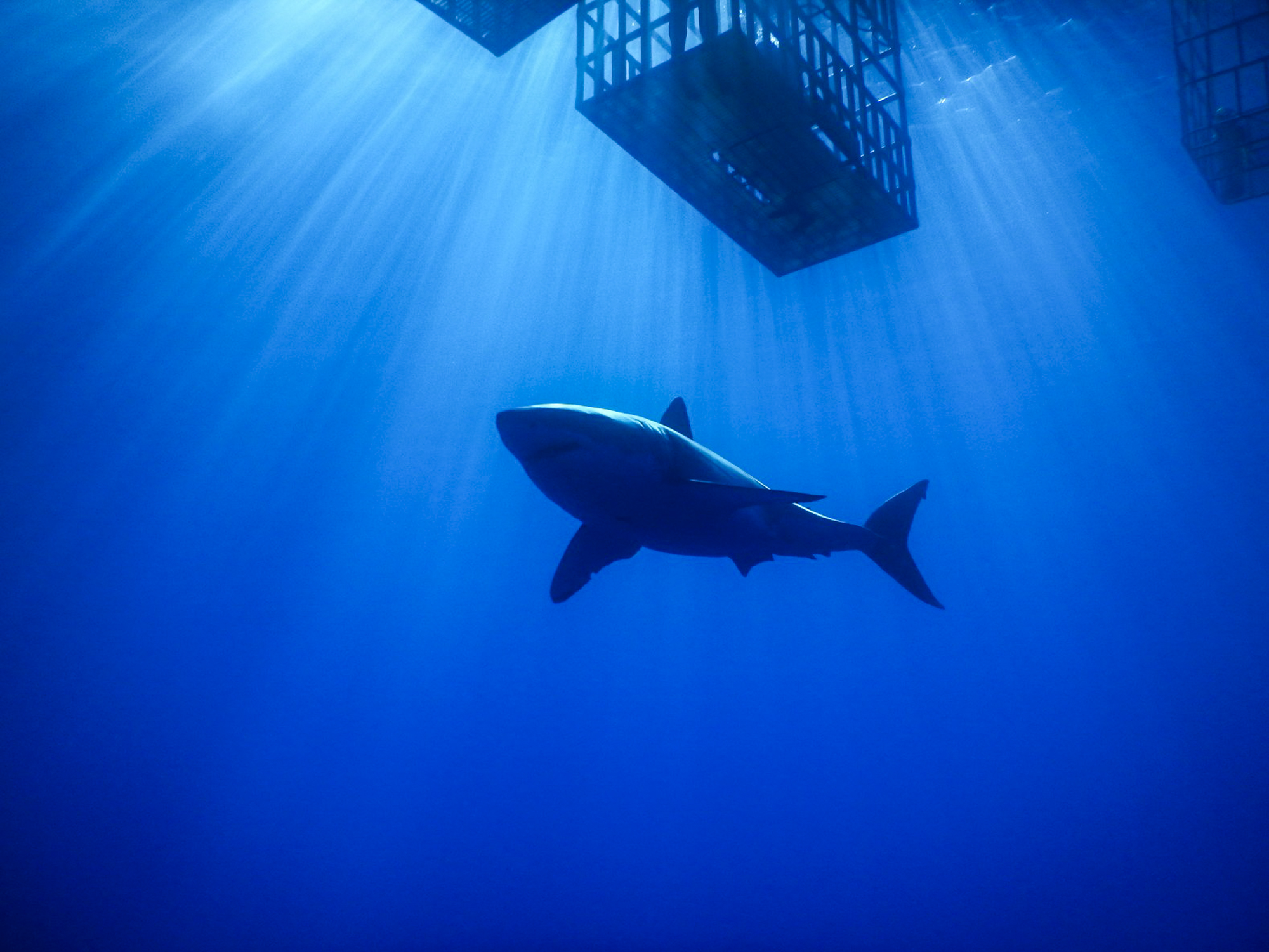 A great white in the sunbeams