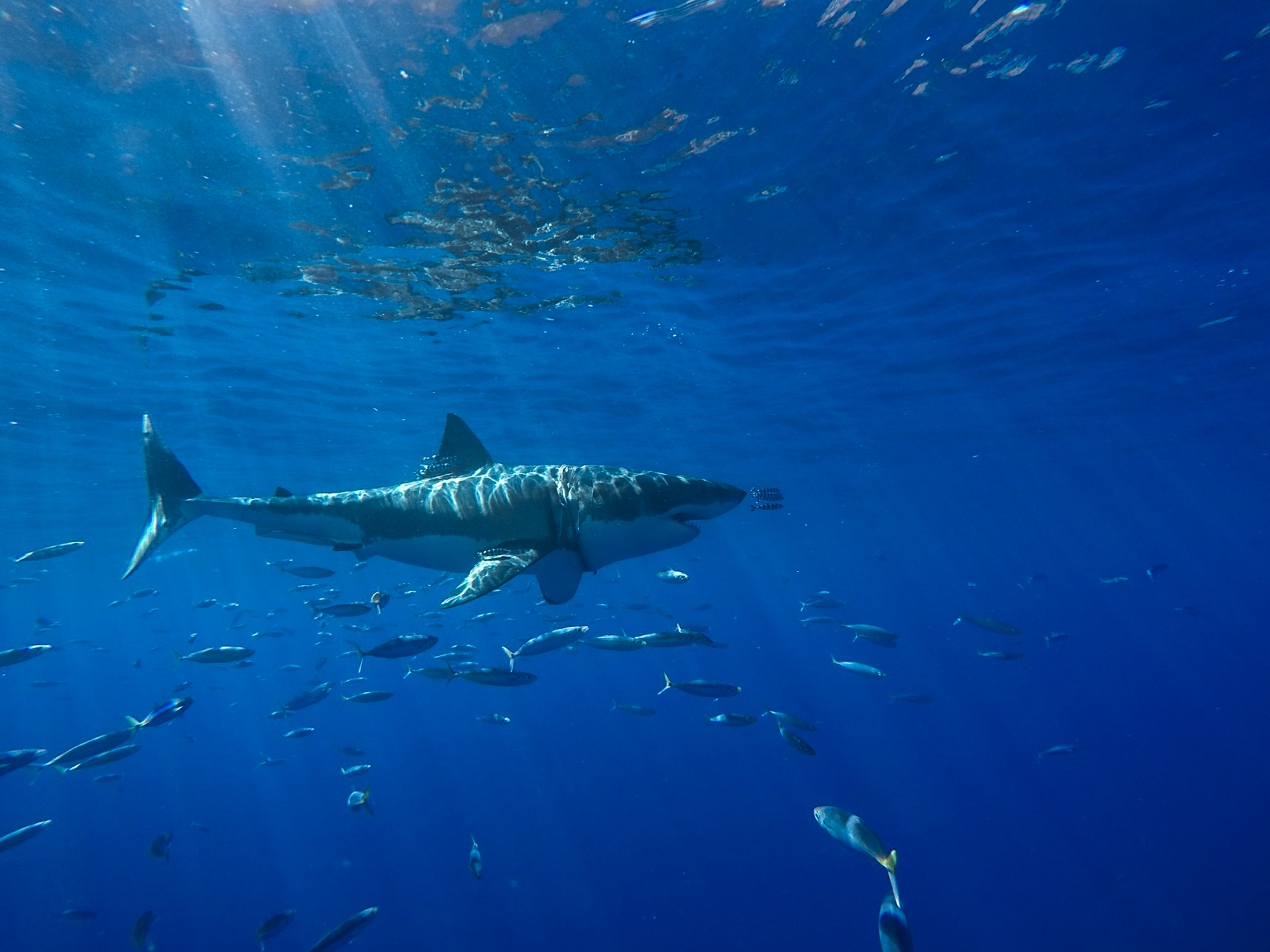 A solitary great white at Guadalupe
