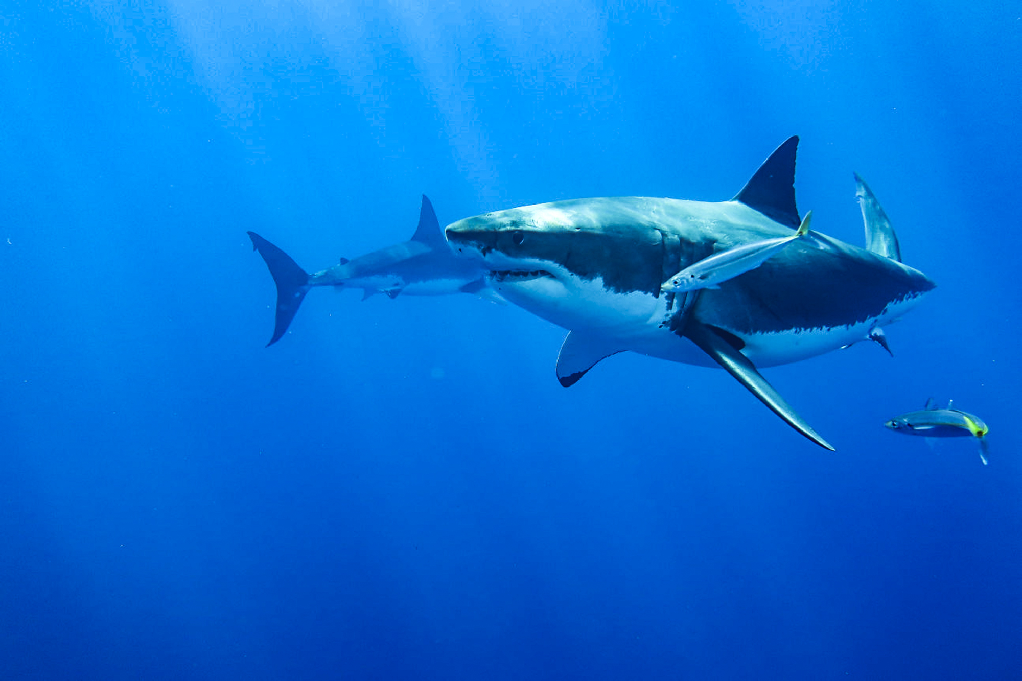 Two great whites circle in Guadalupe