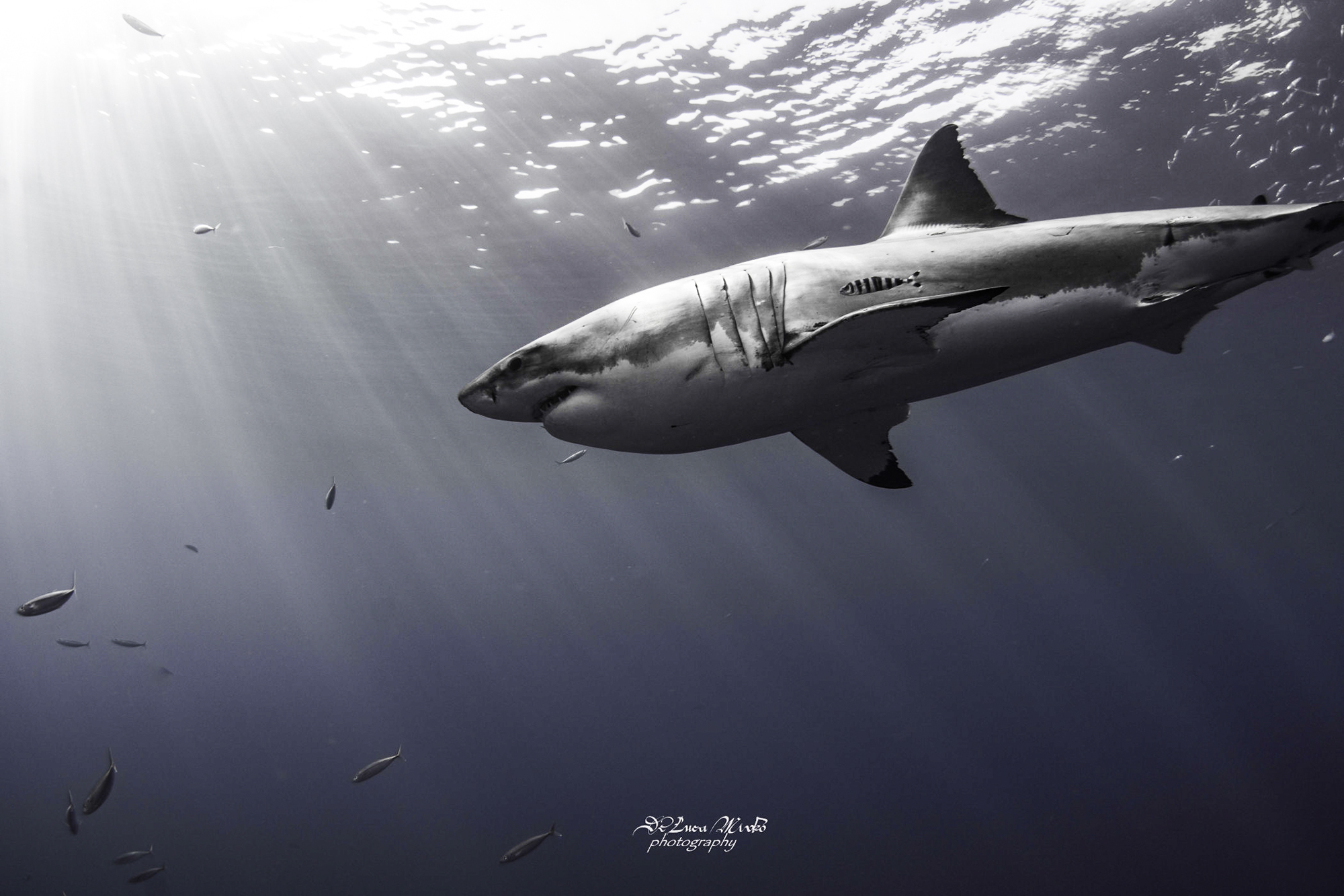 A great white glides through crystal clear water at Guadalupe. Photo by divemaster Mirko.