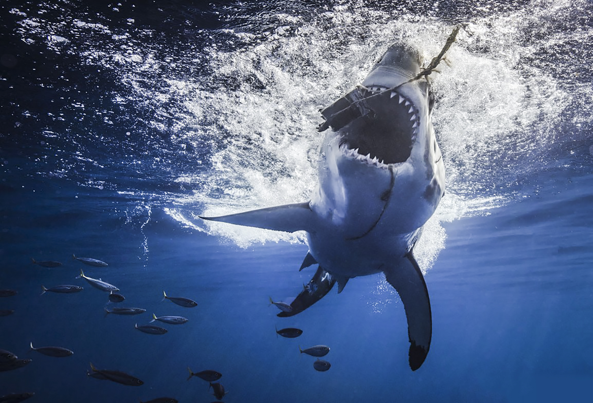 A shark goes for the tuna at Guadalupe, Photo by Scott Davis