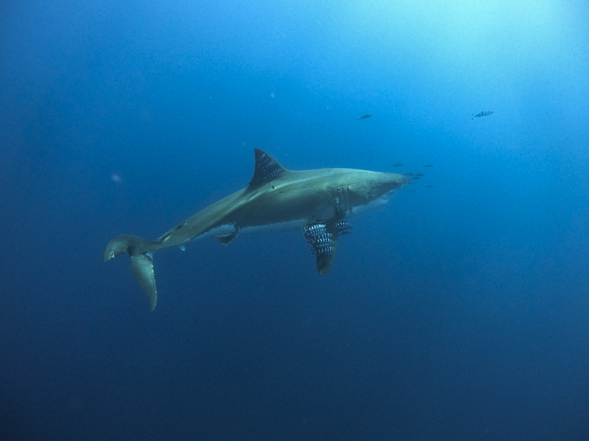Lucy the great white shark and her pilot fish