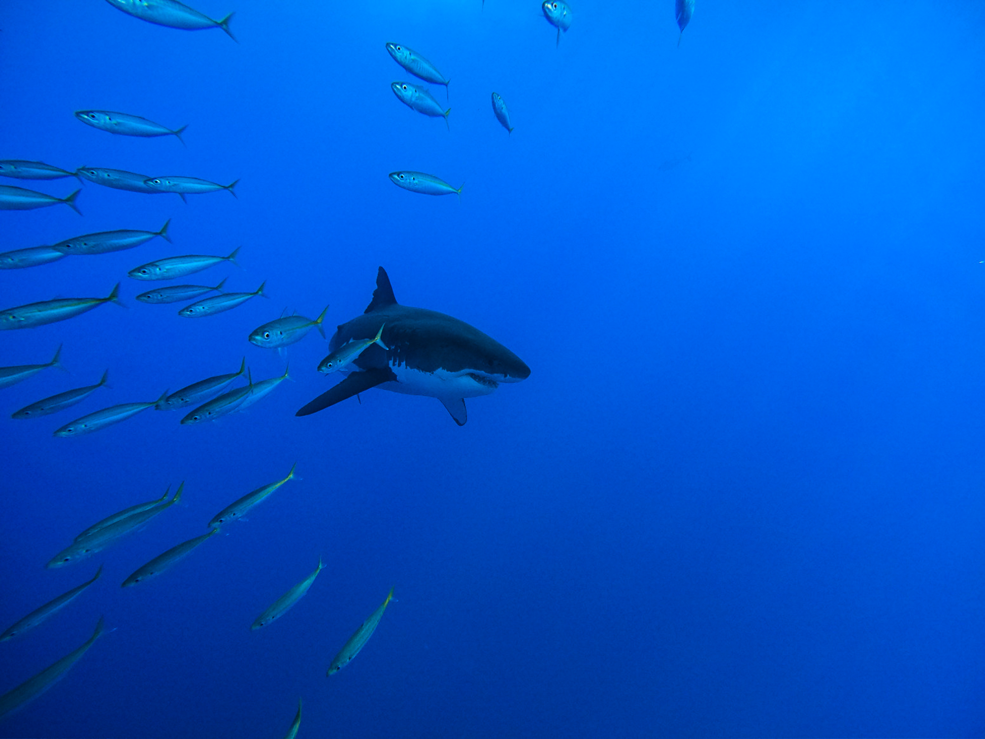 Mackerel swim away from a great white