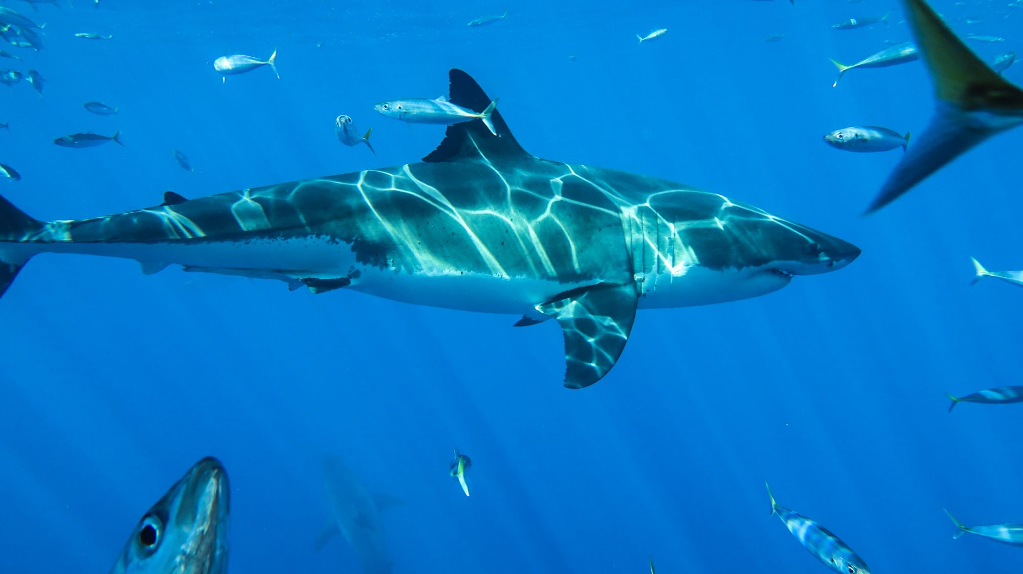 Sharks, tuna and mackerel put on a show at Guadalupe Island