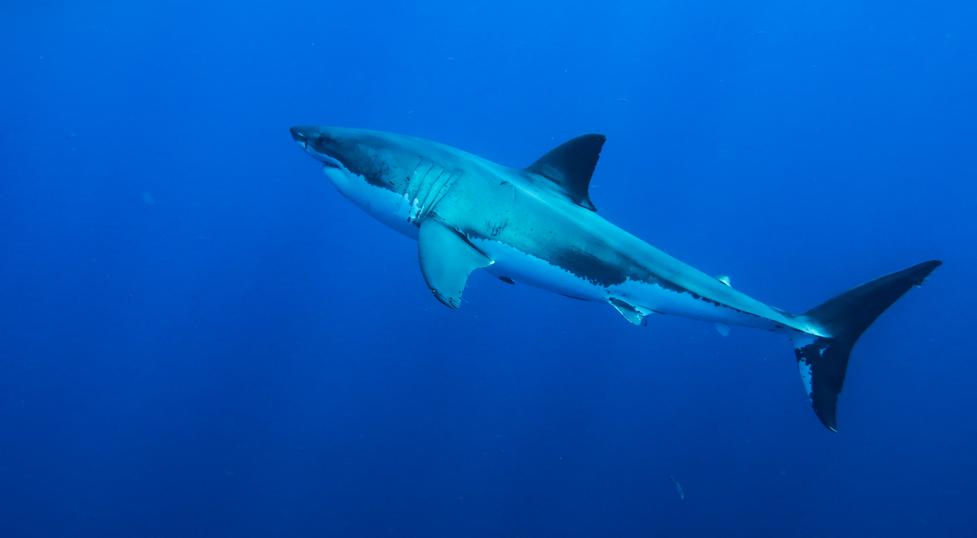 A great white swims through excellent visibility at Guadalupe Island