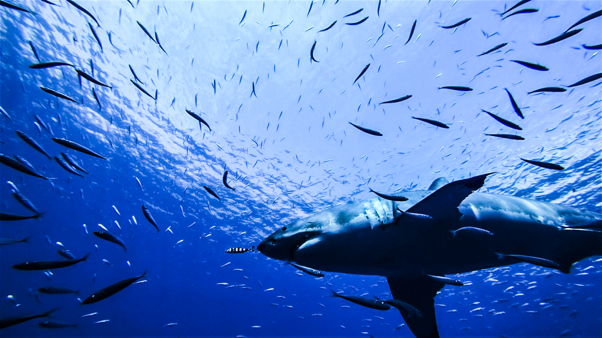 A view from below. Photo by Divemaster Jessie