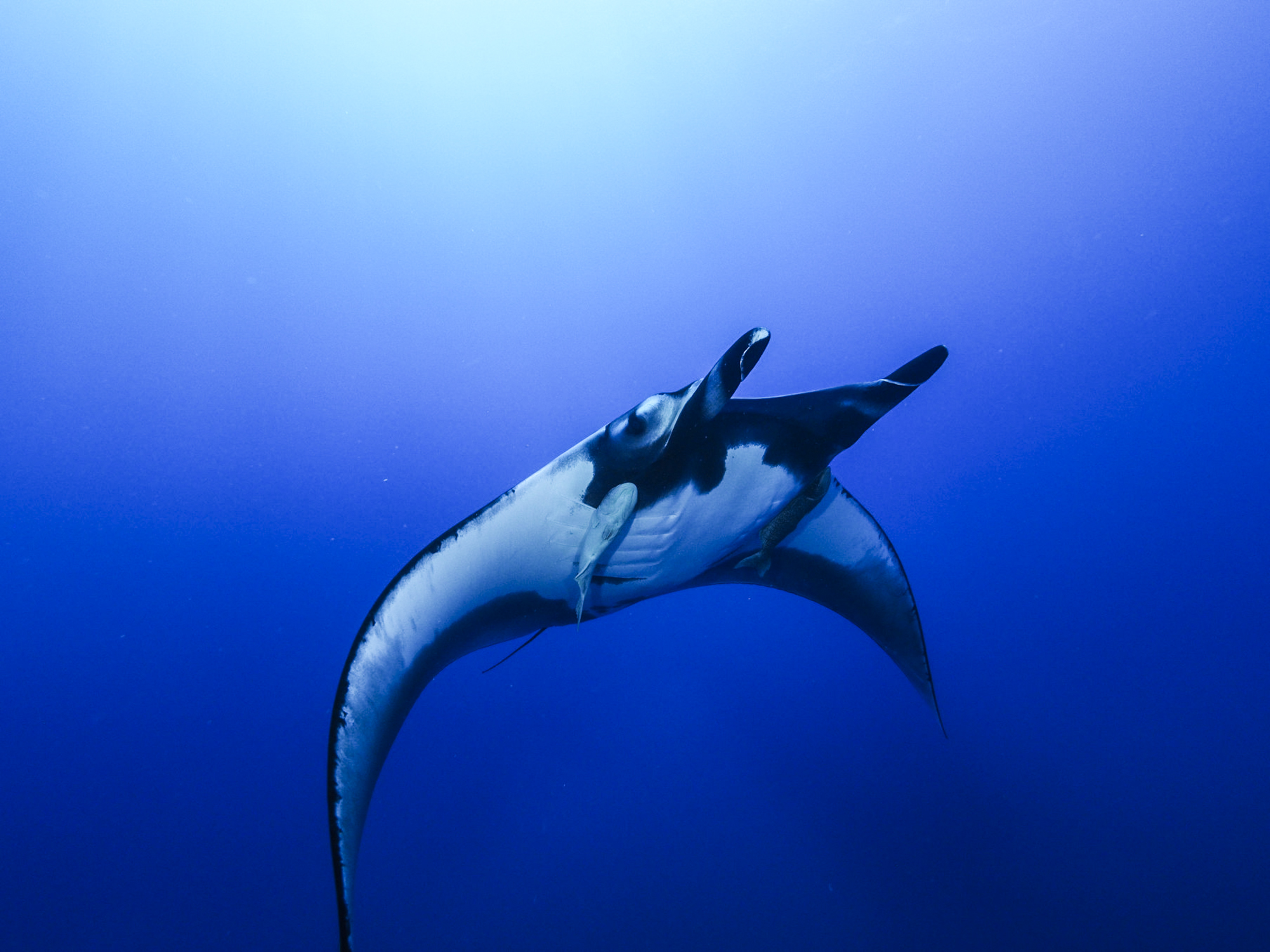 giant manta
