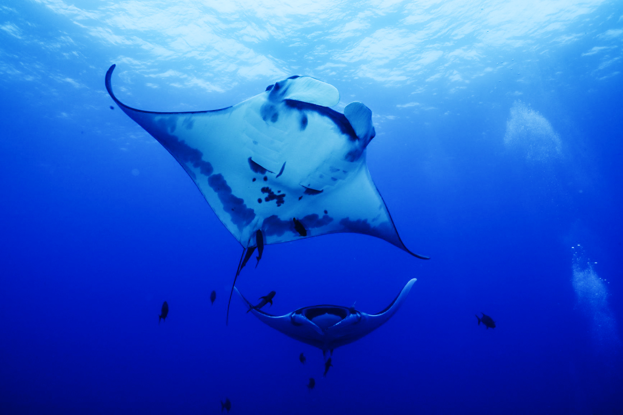 https://bajaexstag.wpengine.com/wp-content/uploads/2024/11/2024-11-Gray-Whale-LRG-1200x700.jpg.webp