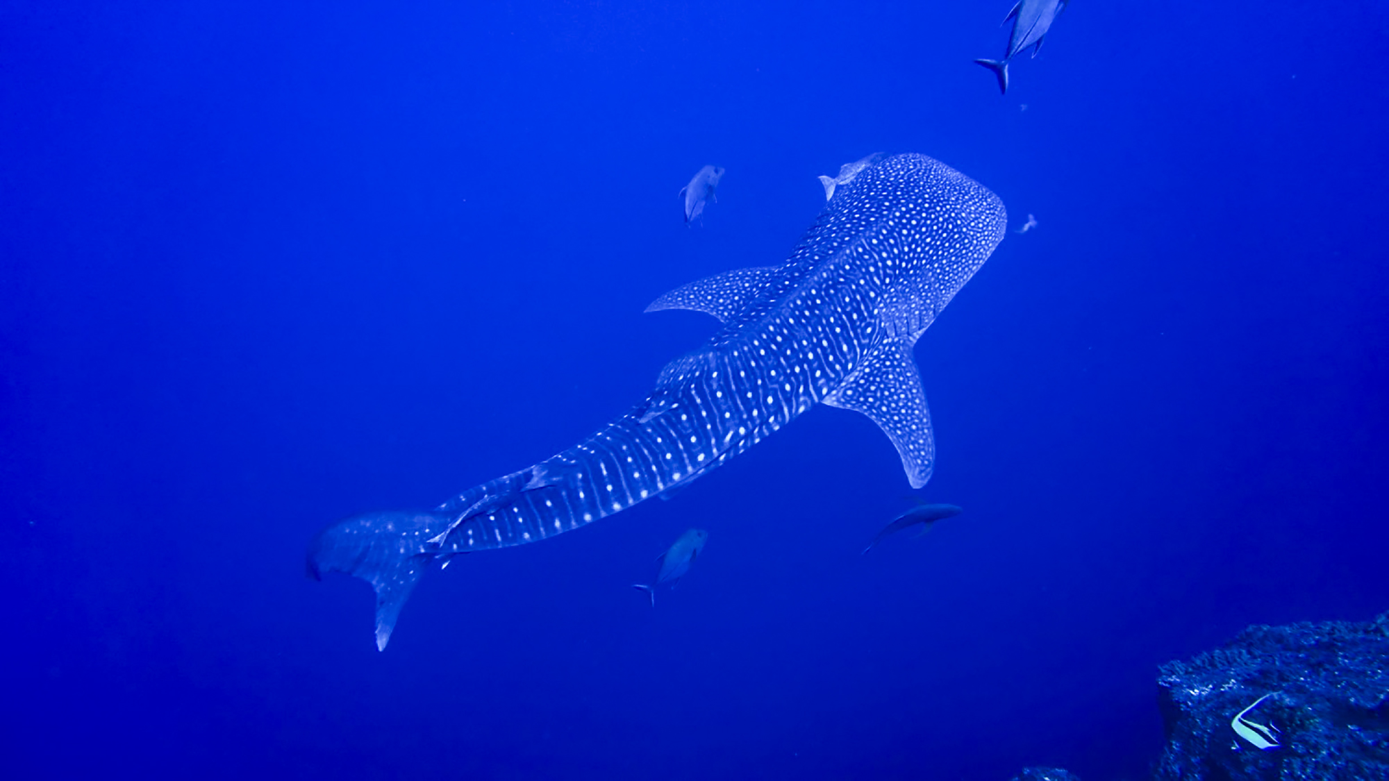 A whale shark at Socorro. Photo by Uwe Simon