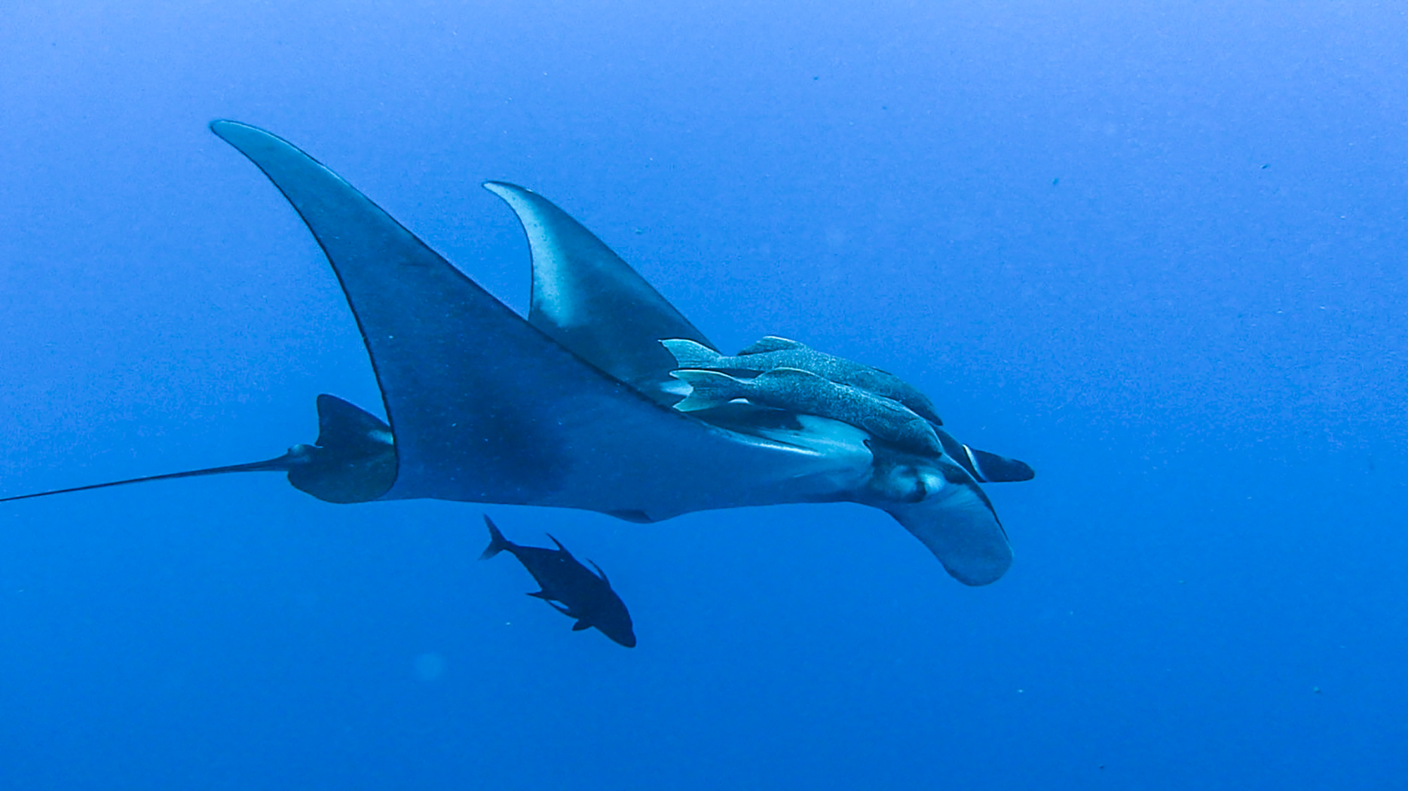 A manta glides through the blue at Roca Partida