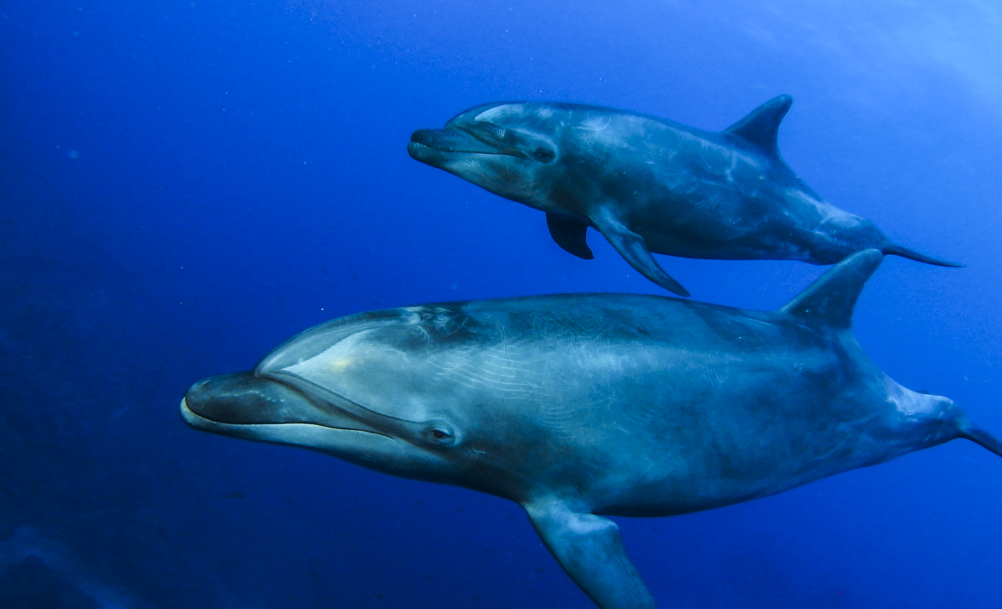 Dancing dolphins at Socorro. Photo by Sandra Haessler