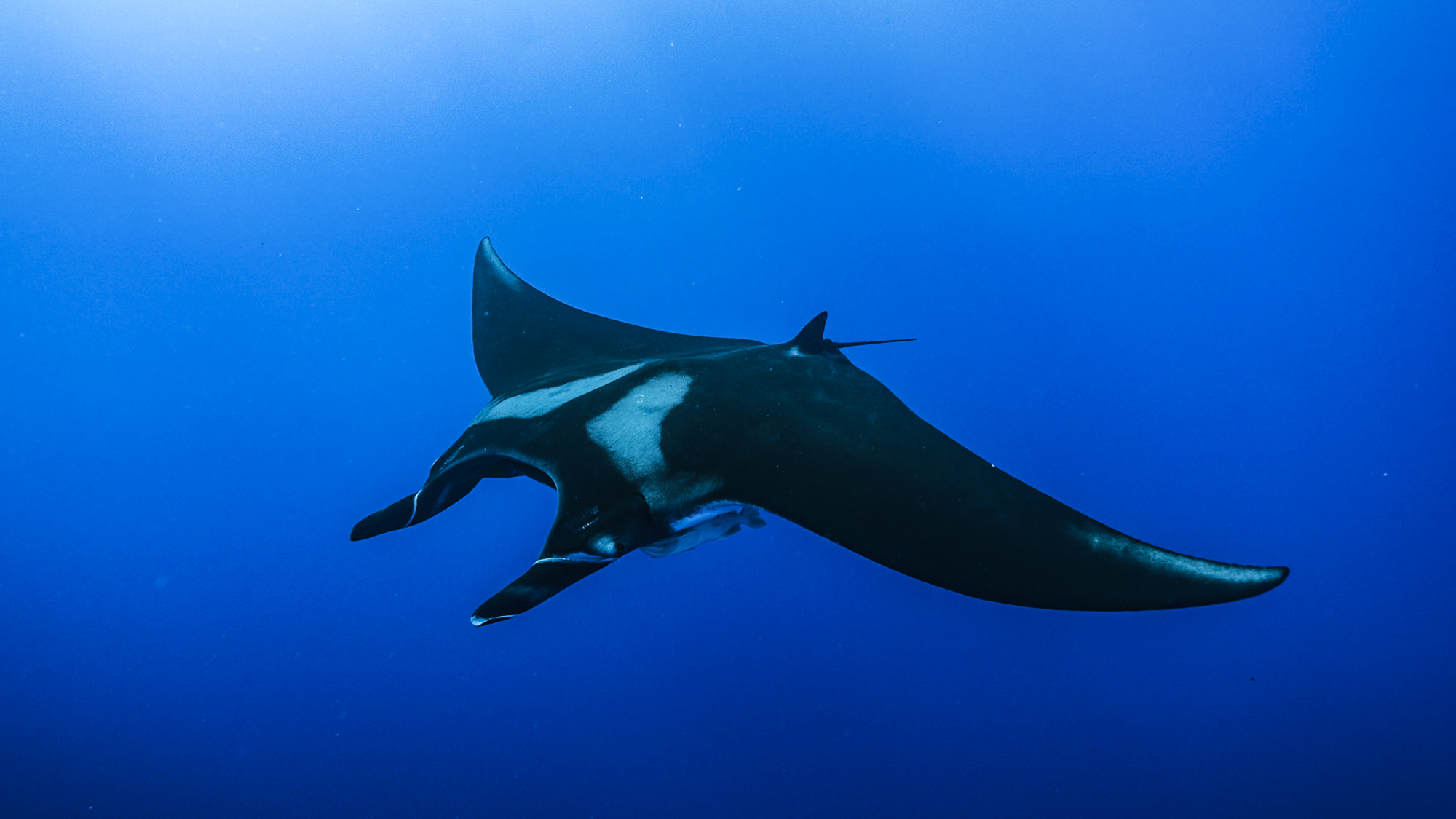A beautiful manta soars at Socorro. Photo by Sharon & Rudolf Zuian