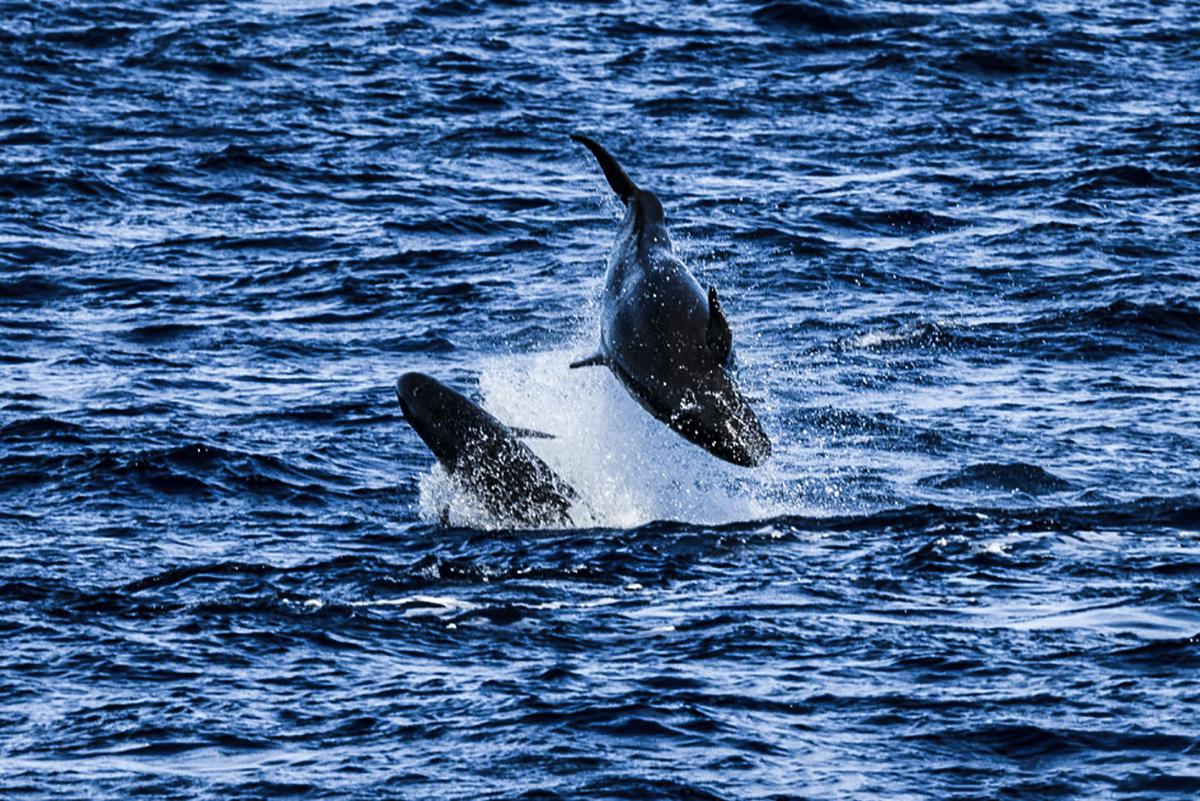 Whales