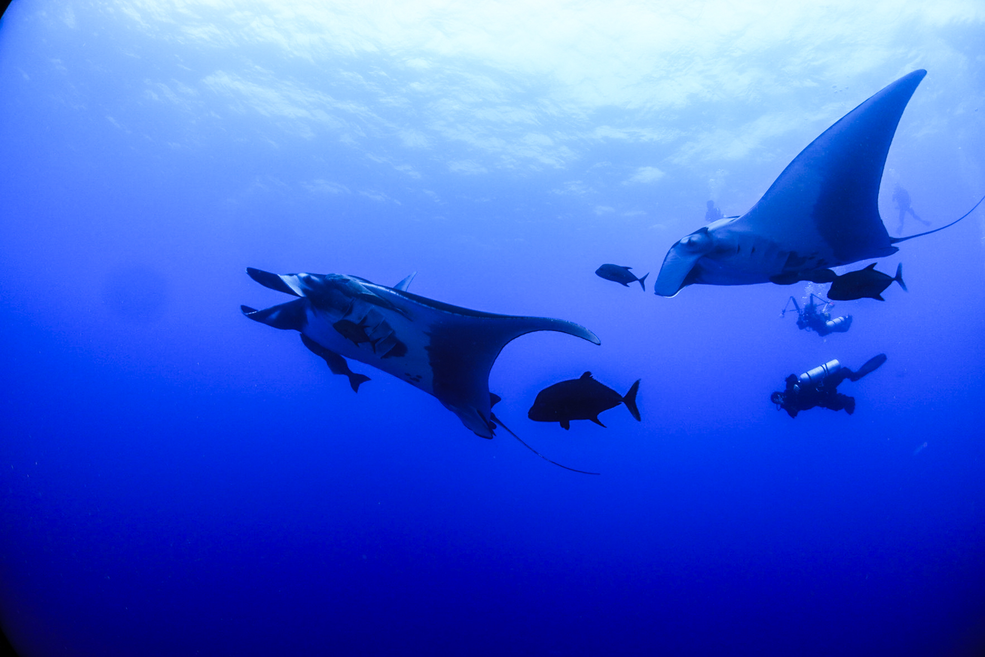 A manta ballet in Socorro