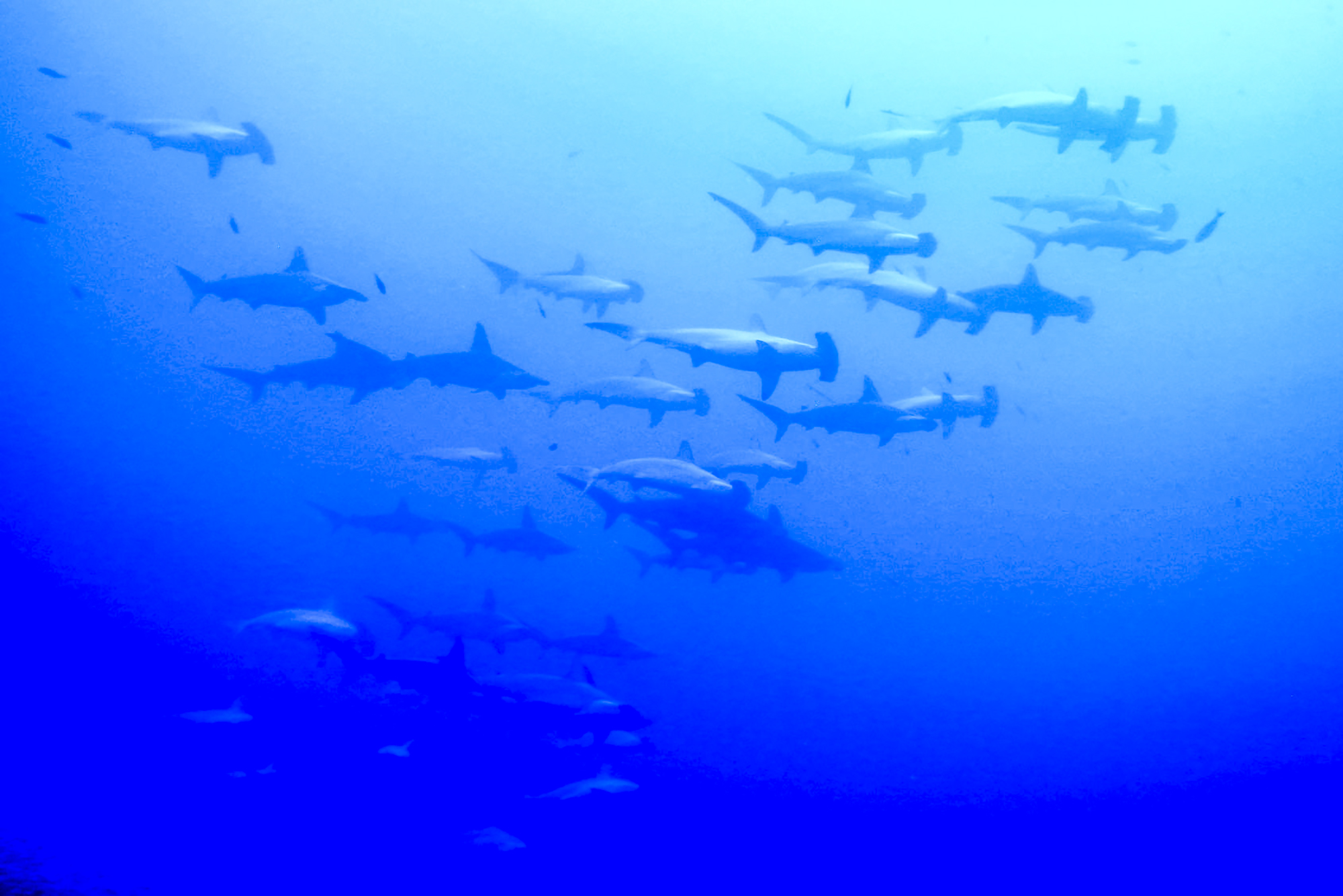 Schooling hammerheads delight at Socorro. Photo by Dan Tirtowidjojo