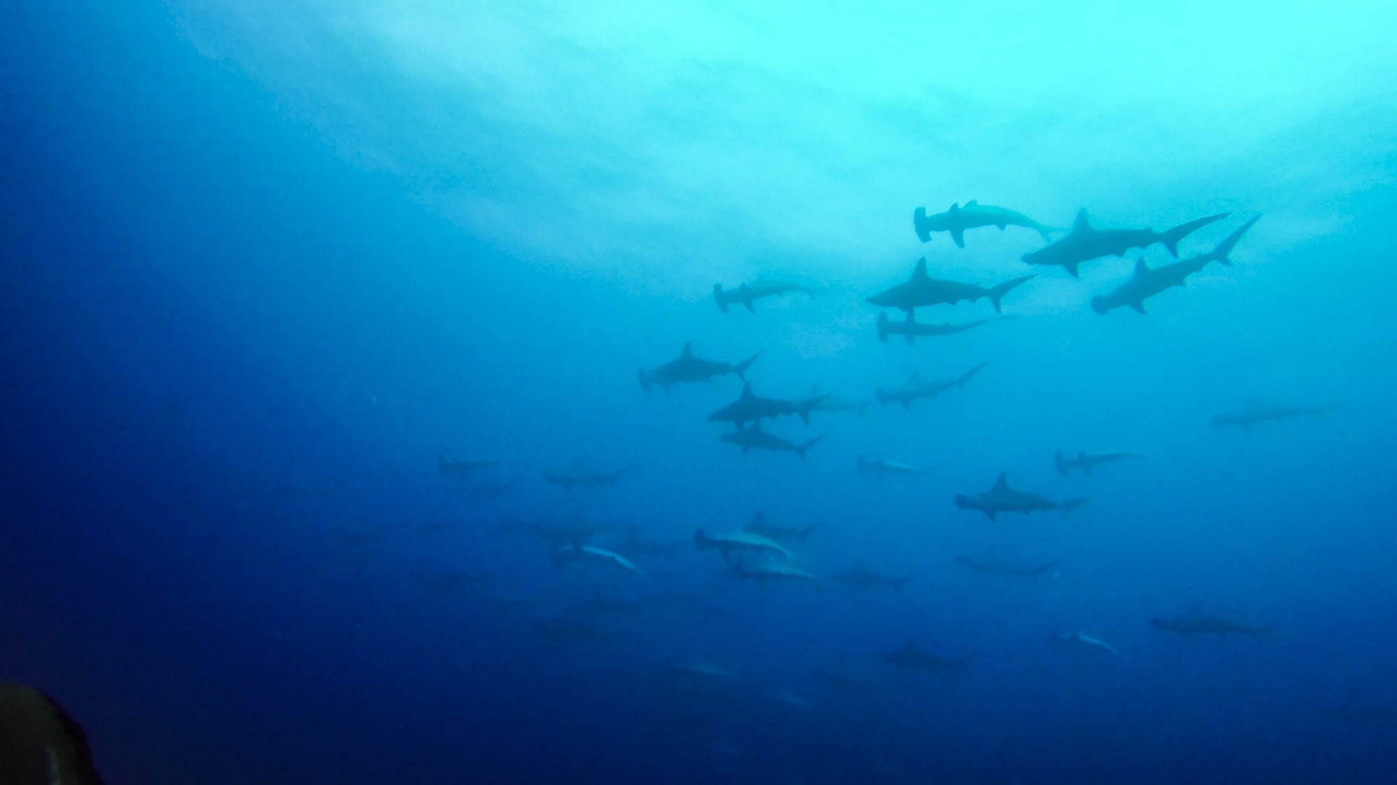 Schooling hammerheads at Socorro. Photo by divemaster Jessie