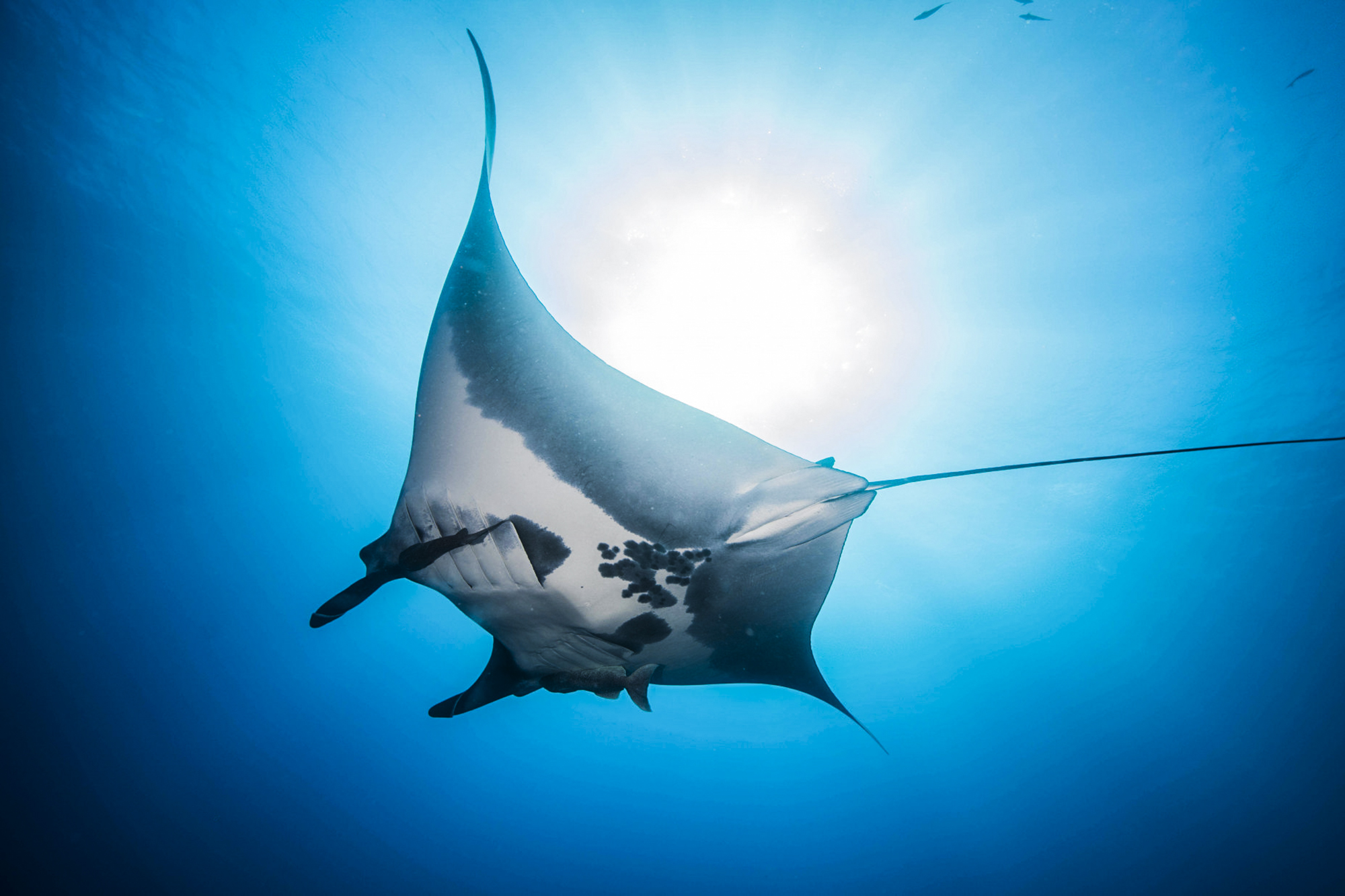 A beautiful manta at Socorro Liveabord. Photo by Jose Carlos Valenzuela