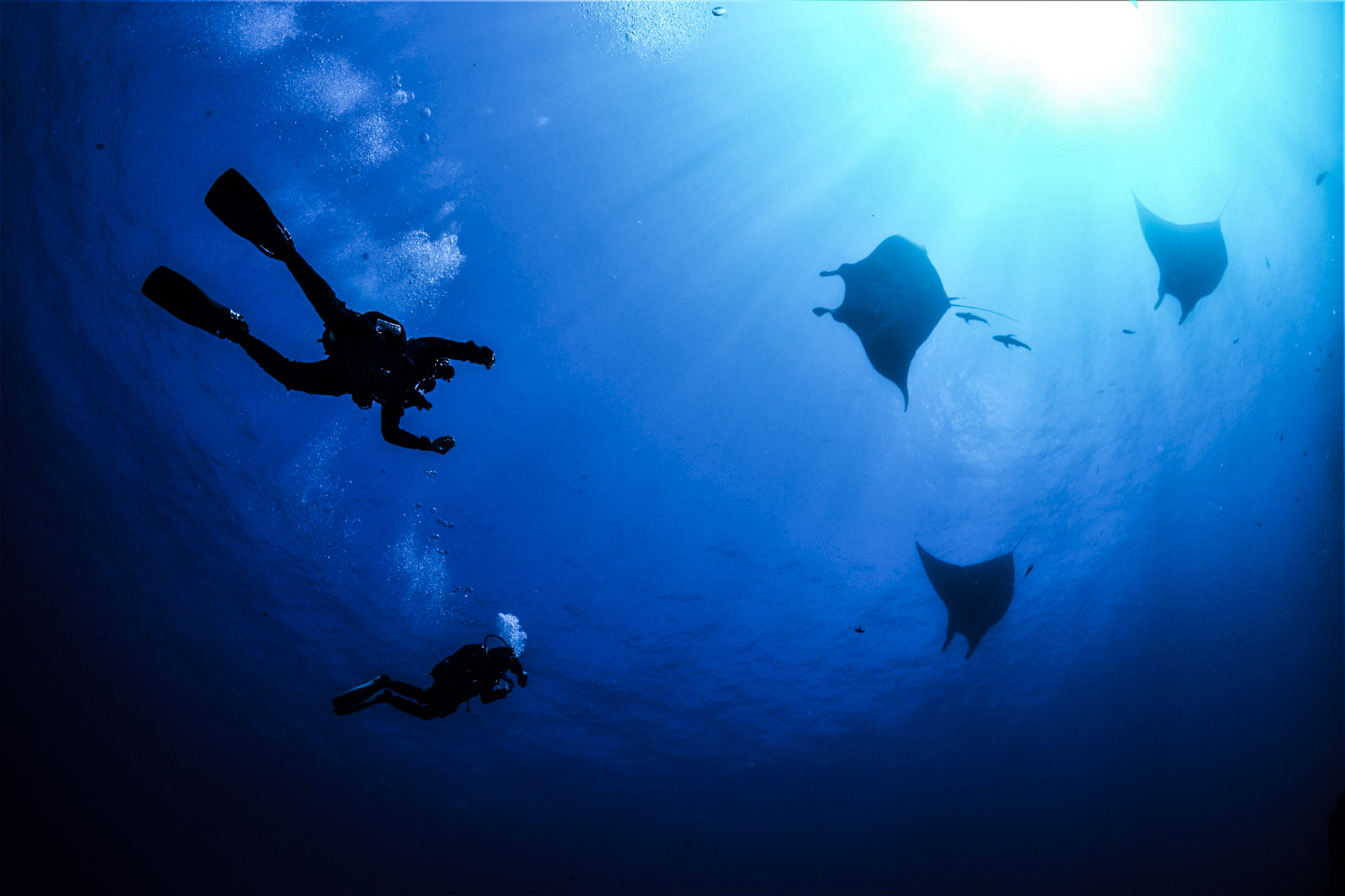 Mantas dance above divers at Socorro. Photo by Kim Nilsson Davidsson